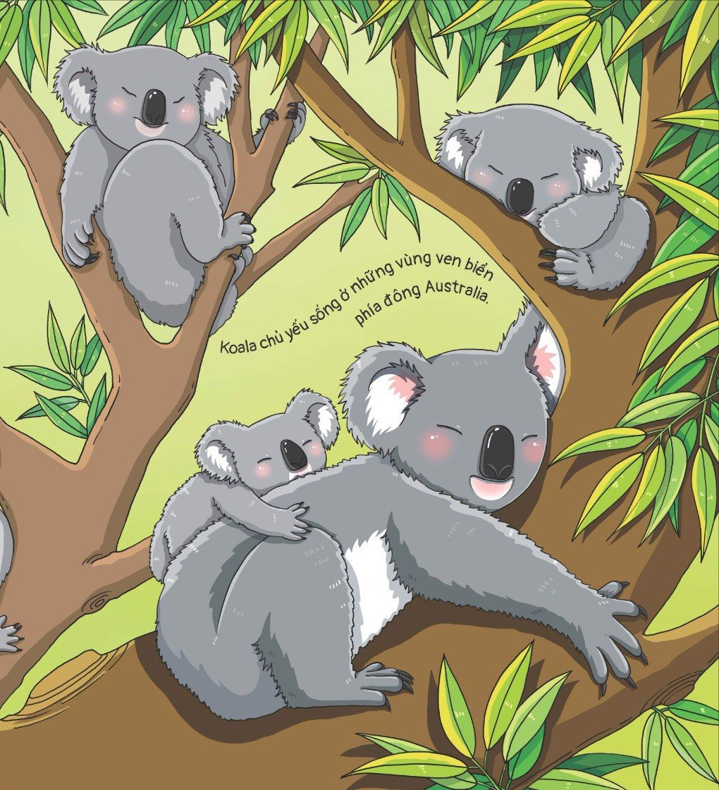 thế giới động vật - gấu koala biết chơi đàn ghi-ta không? - Ảnh 4