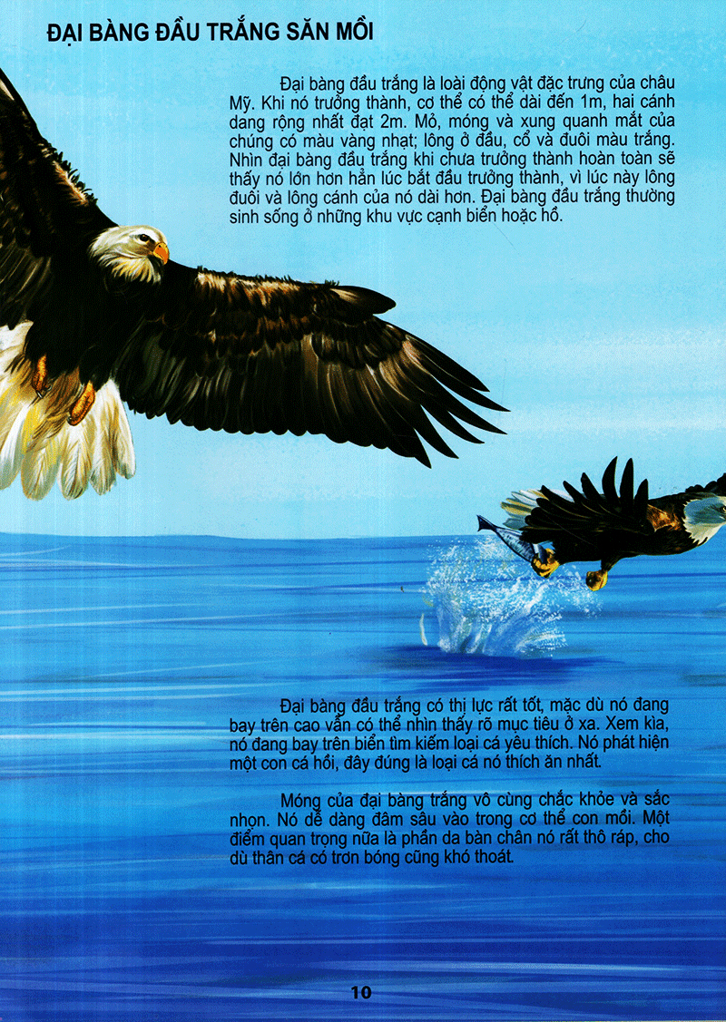 thế giới động vật kì thú - thế giới loài chim - Ảnh 10