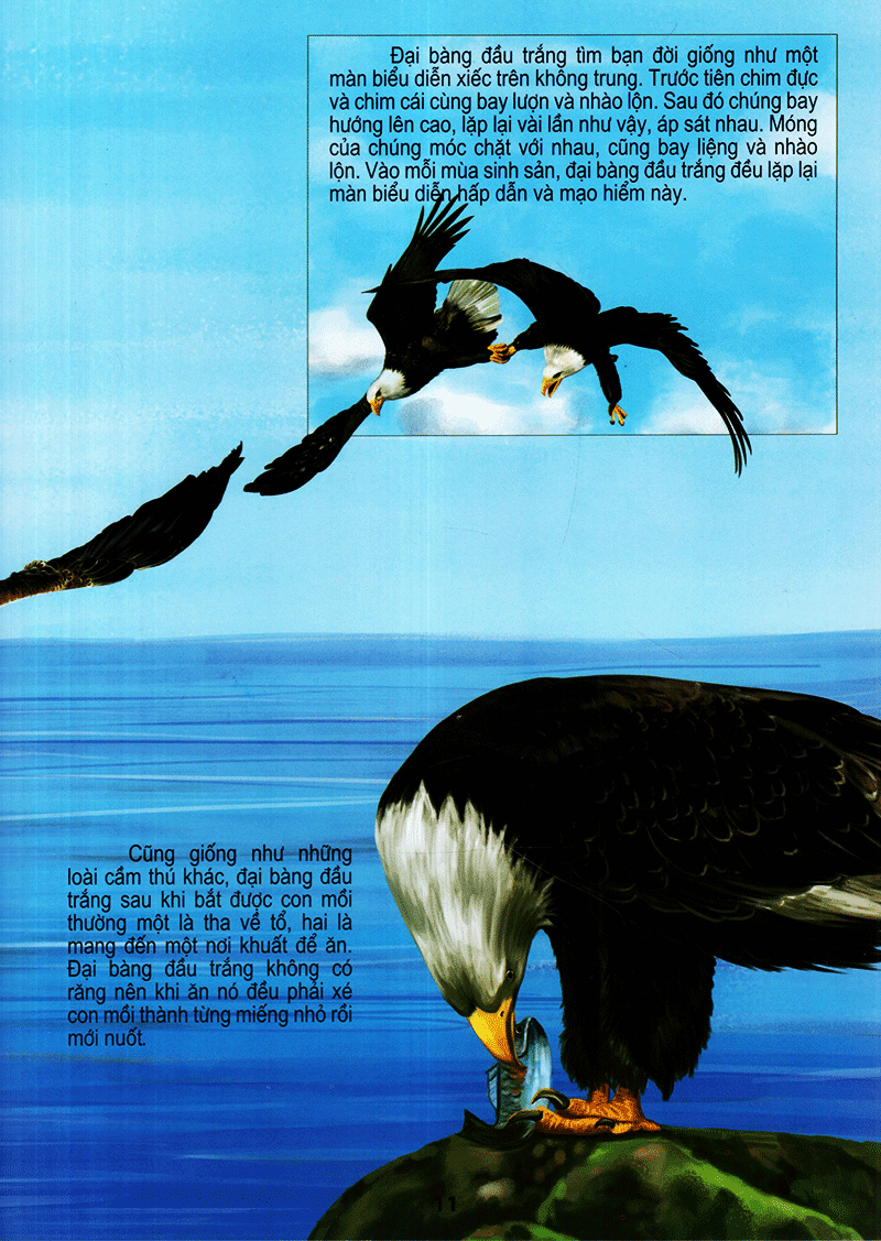 thế giới động vật kì thú - thế giới loài chim - Ảnh 11