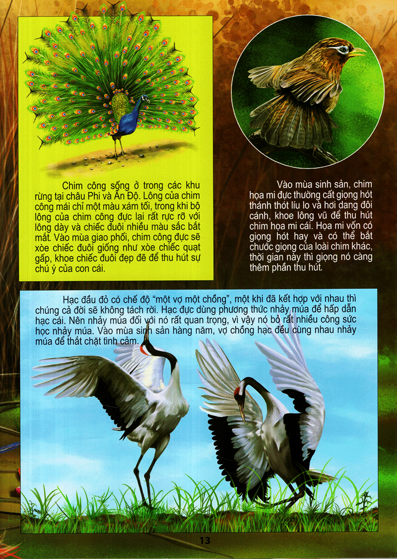 thế giới động vật kì thú - thế giới loài chim - Ảnh 13