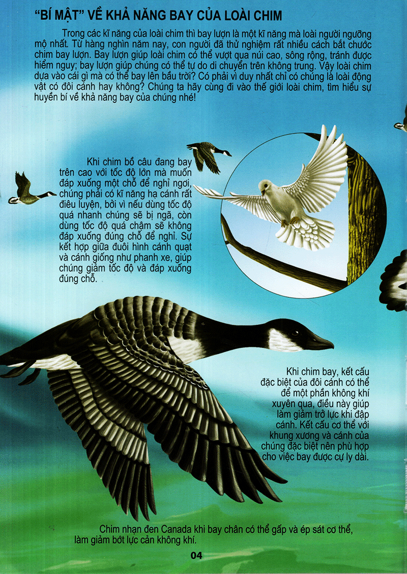 thế giới động vật kì thú - thế giới loài chim - Ảnh 4