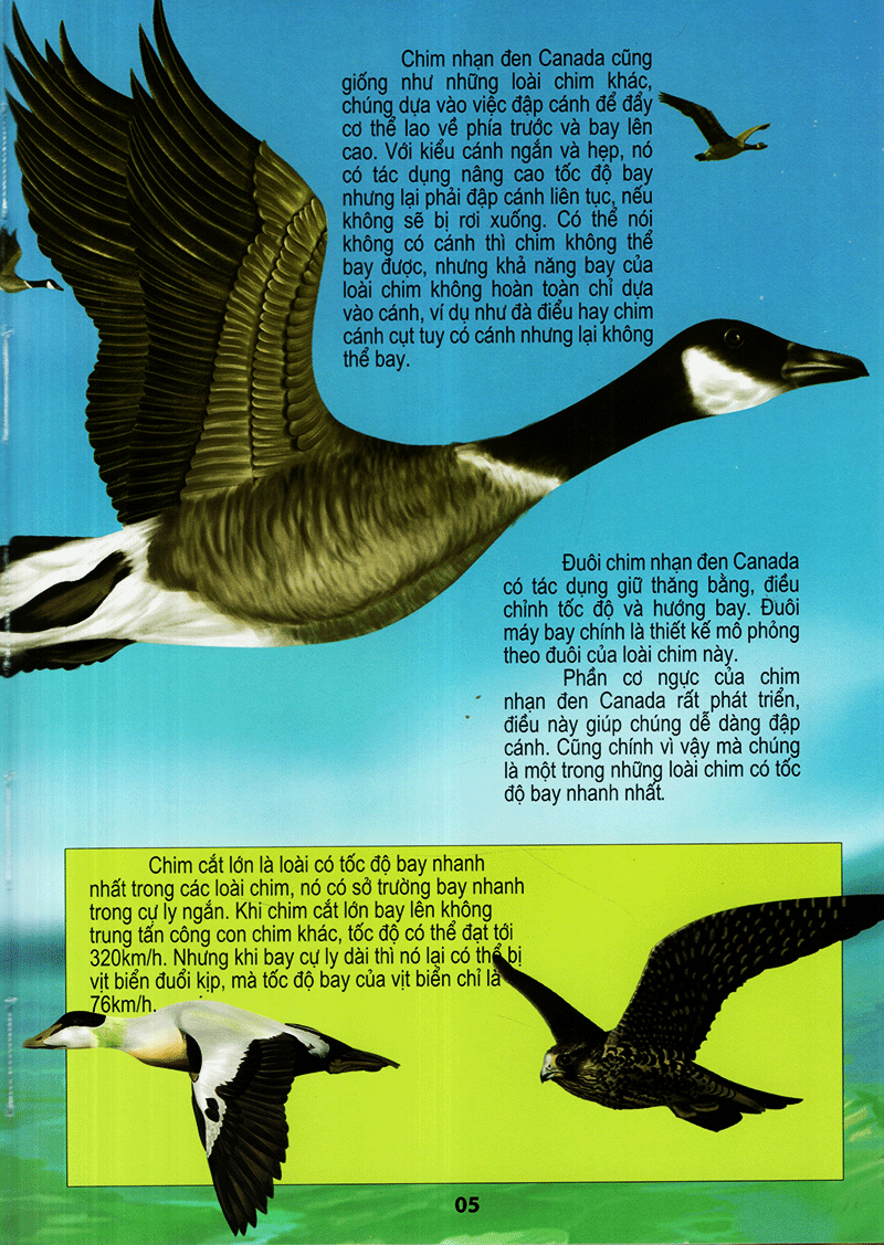 thế giới động vật kì thú - thế giới loài chim - Ảnh 5