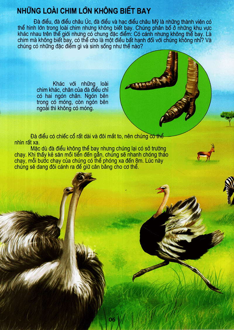 thế giới động vật kì thú - thế giới loài chim - Ảnh 6