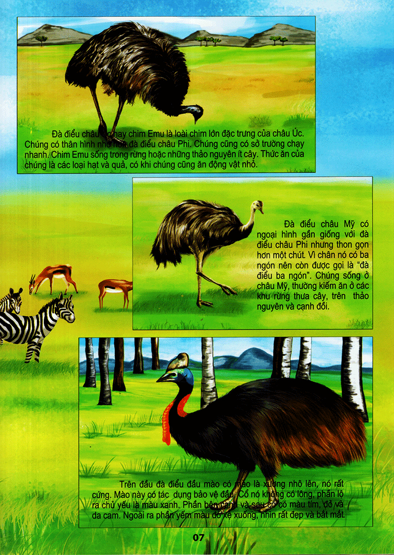 thế giới động vật kì thú - thế giới loài chim - Ảnh 7