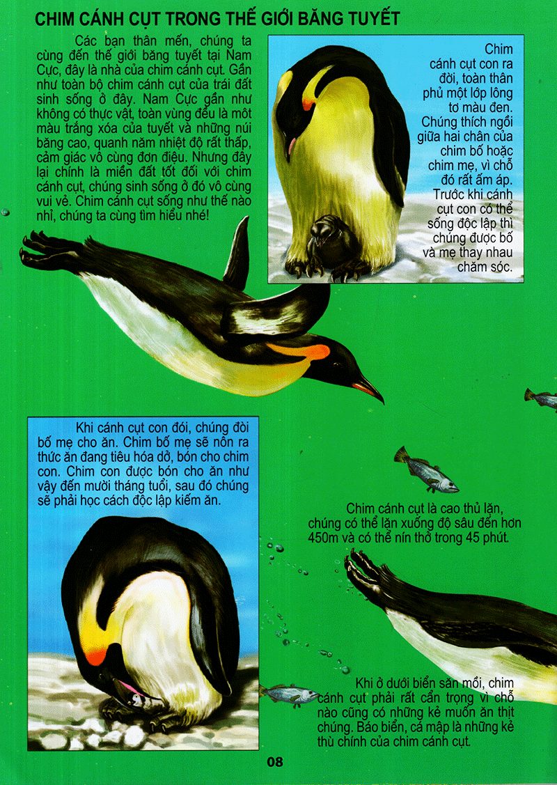 thế giới động vật kì thú - thế giới loài chim - Ảnh 8