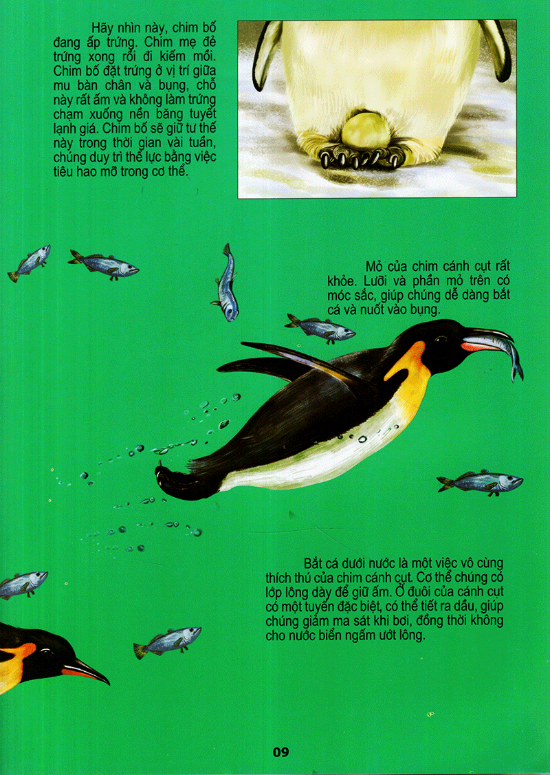 thế giới động vật kì thú - thế giới loài chim - Ảnh 9