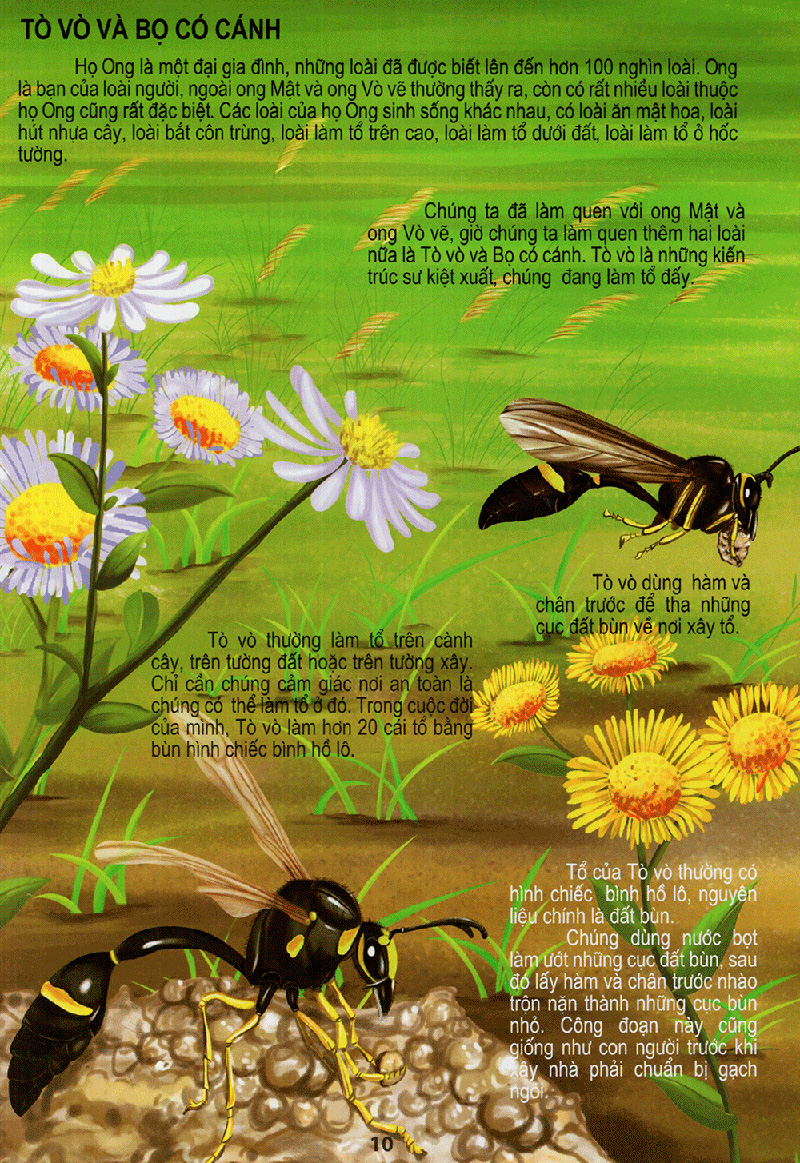 thế giới động vật kì thú - vườn côn trùng - Ảnh 10