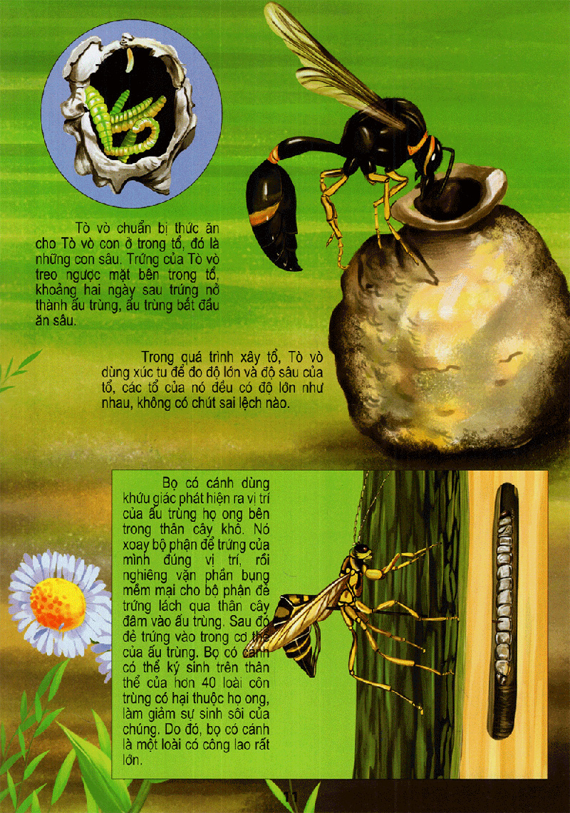 thế giới động vật kì thú - vườn côn trùng - Ảnh 11