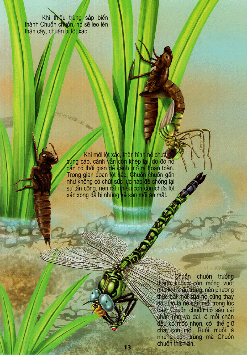 thế giới động vật kì thú - vườn côn trùng - Ảnh 13