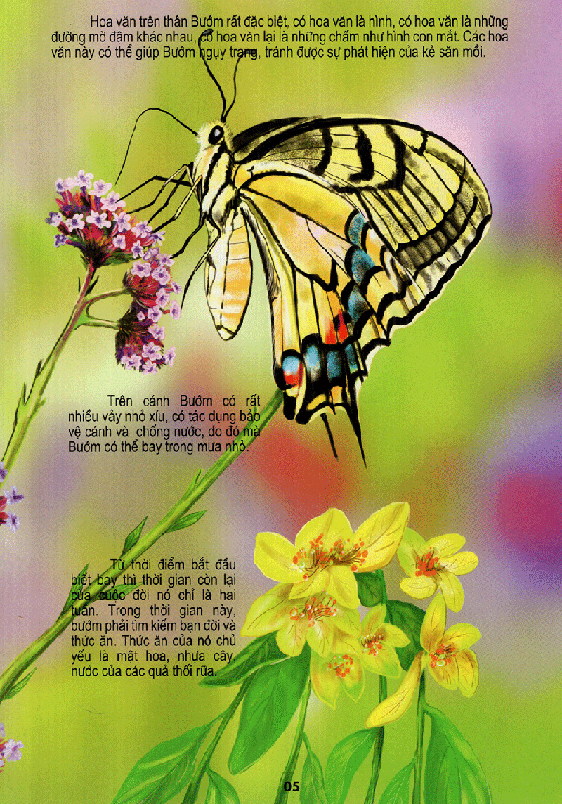 thế giới động vật kì thú - vườn côn trùng - Ảnh 5