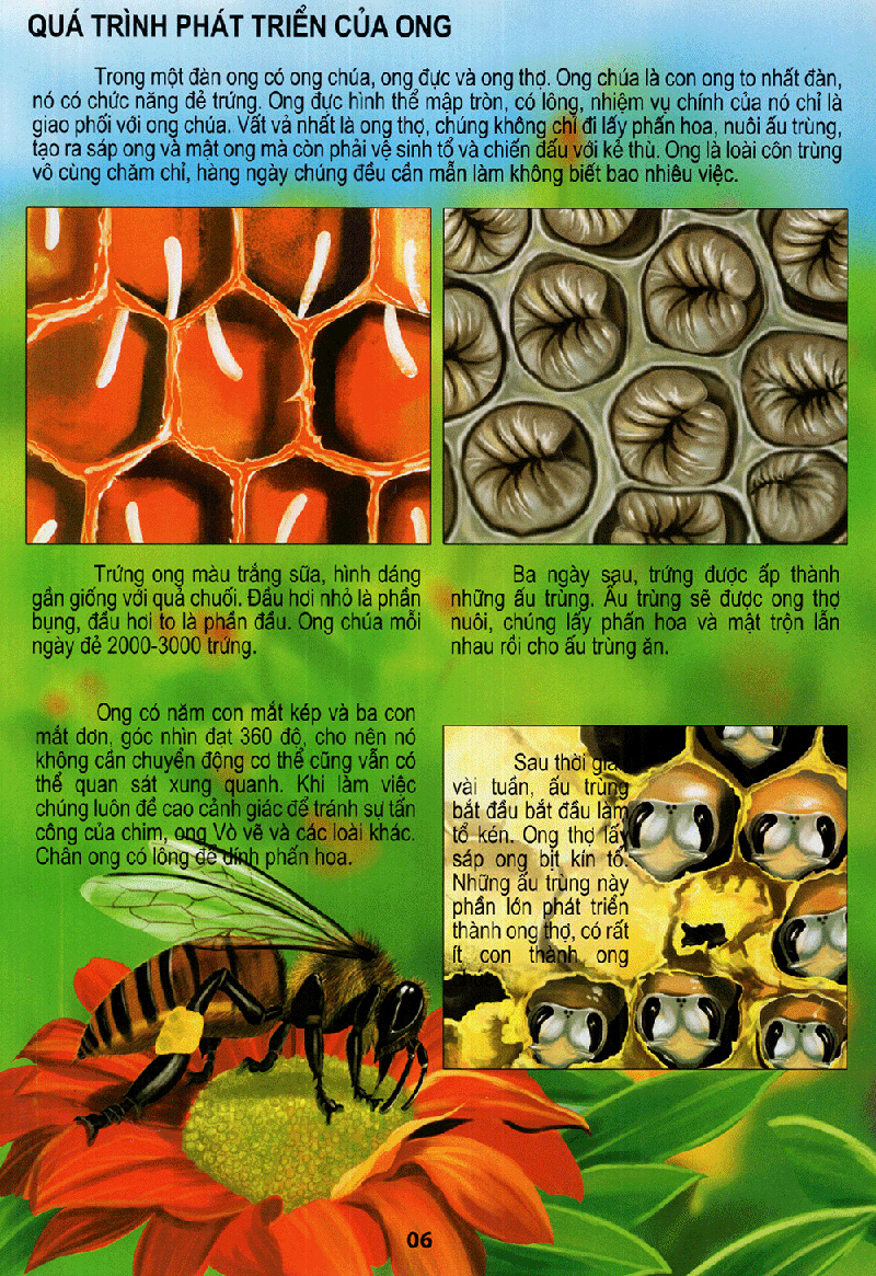 thế giới động vật kì thú - vườn côn trùng - Ảnh 6