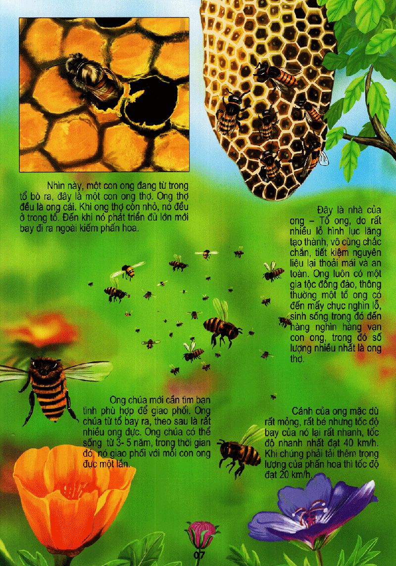 thế giới động vật kì thú - vườn côn trùng - Ảnh 7