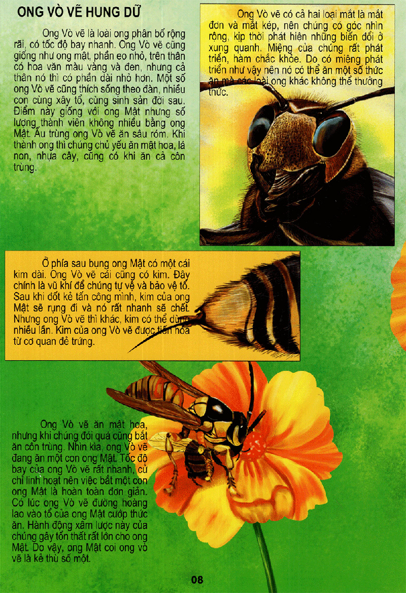 thế giới động vật kì thú - vườn côn trùng - Ảnh 8