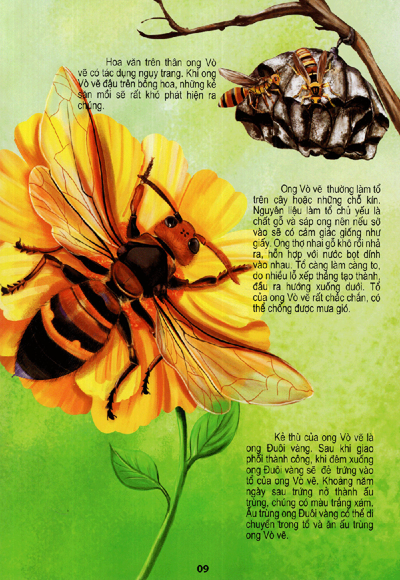 thế giới động vật kì thú - vườn côn trùng - Ảnh 9