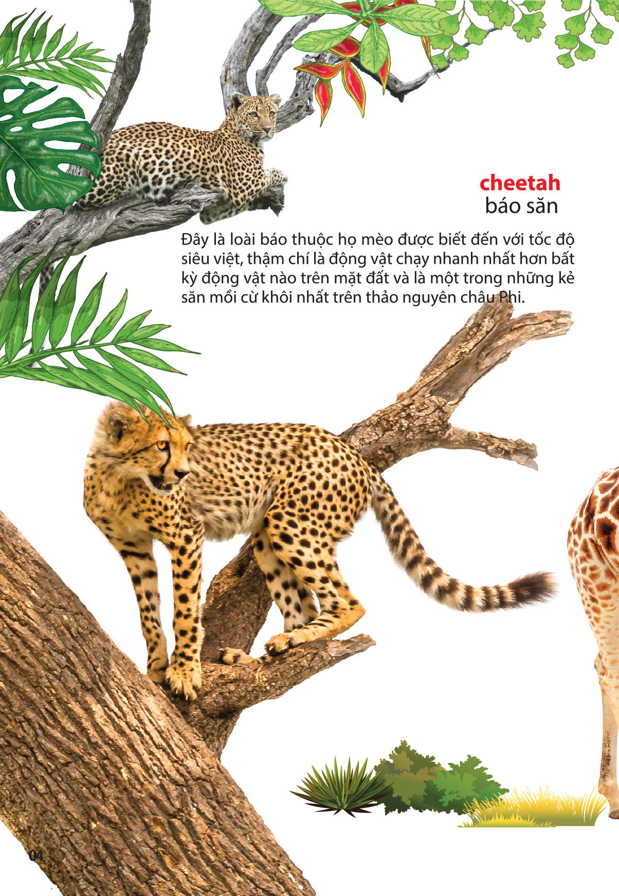 thế giới động vật ở vườn thú châu phi - Ảnh 2