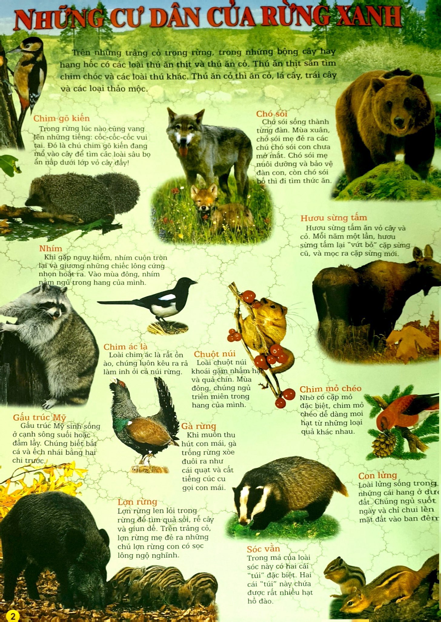 thế giới động vật (tái bản 2024) - Ảnh 4