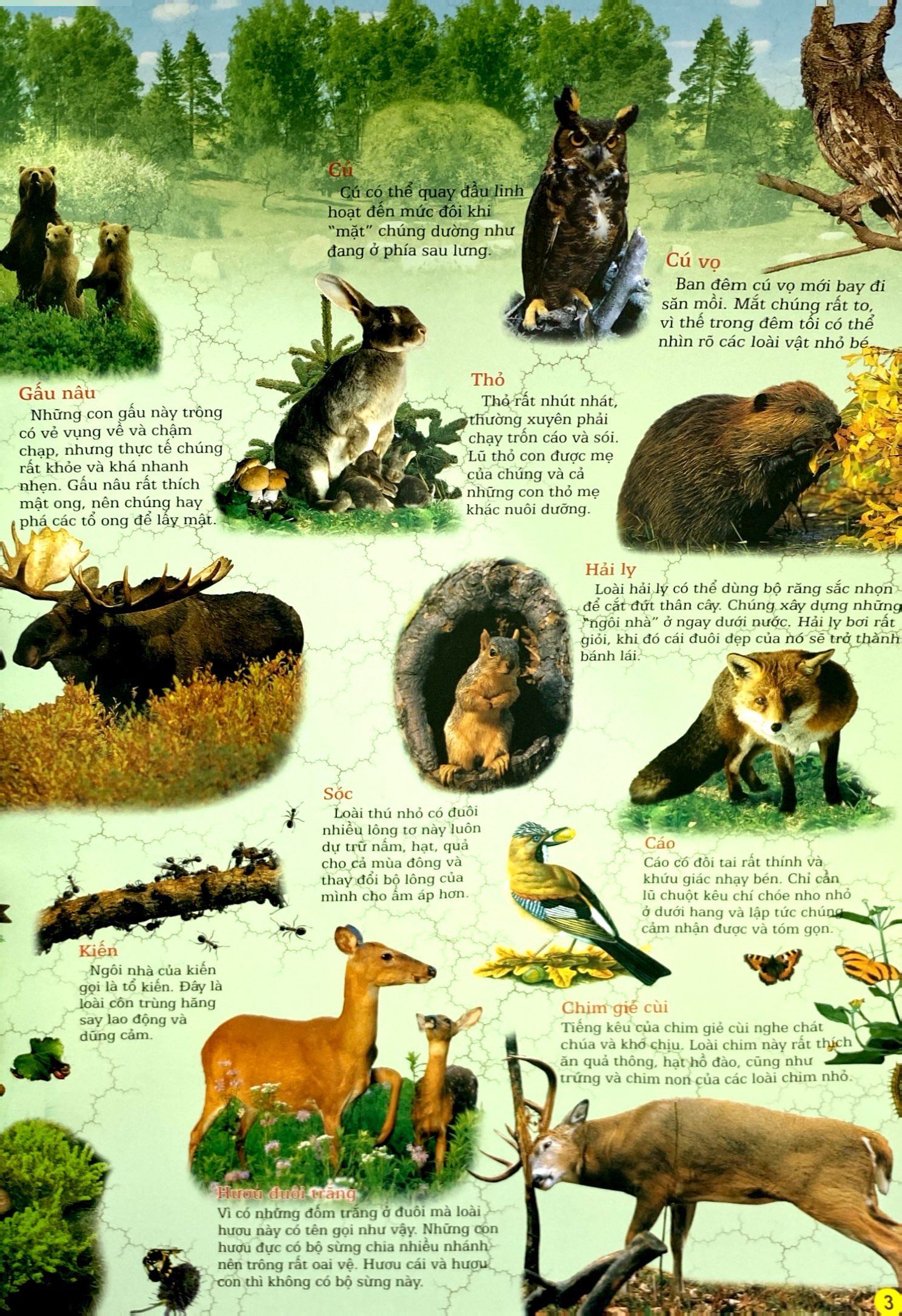 thế giới động vật (tái bản 2024) - Ảnh 5