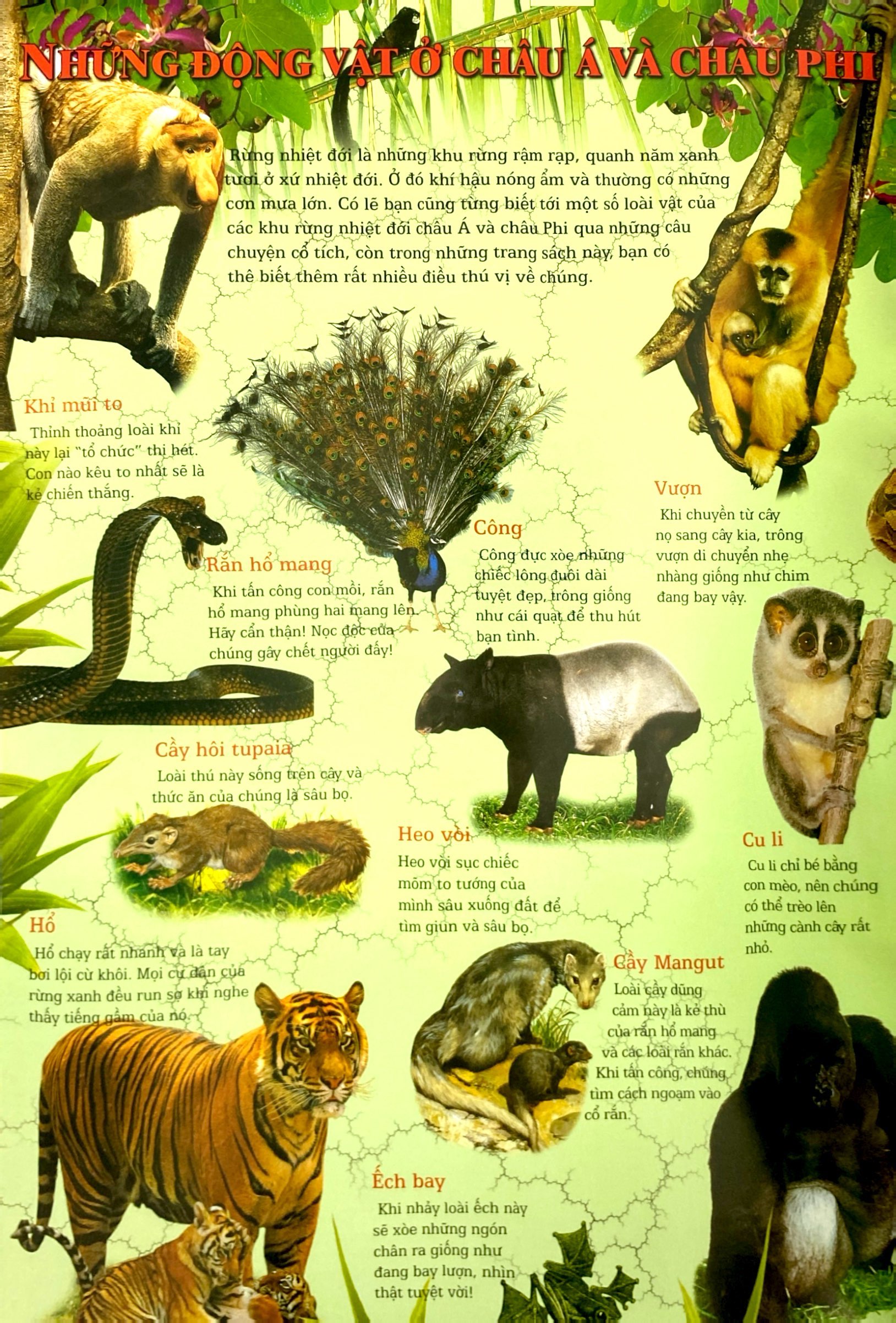 thế giới động vật (tái bản 2024) - Ảnh 6