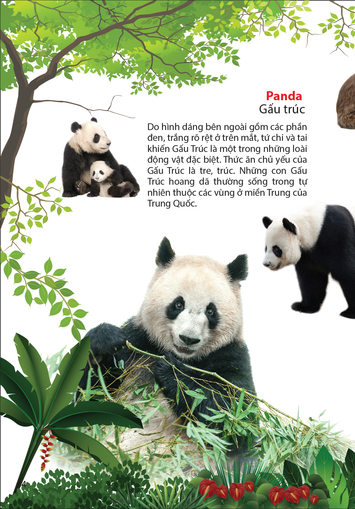 thế giới động vật trong rừng nhiệt đới - Ảnh 4