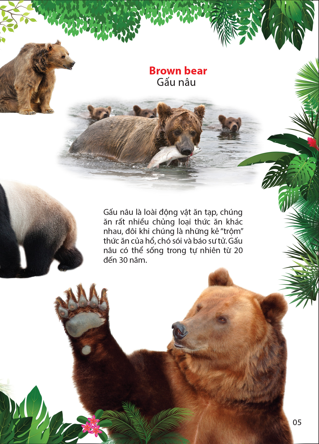 thế giới động vật trong rừng nhiệt đới - Ảnh 5