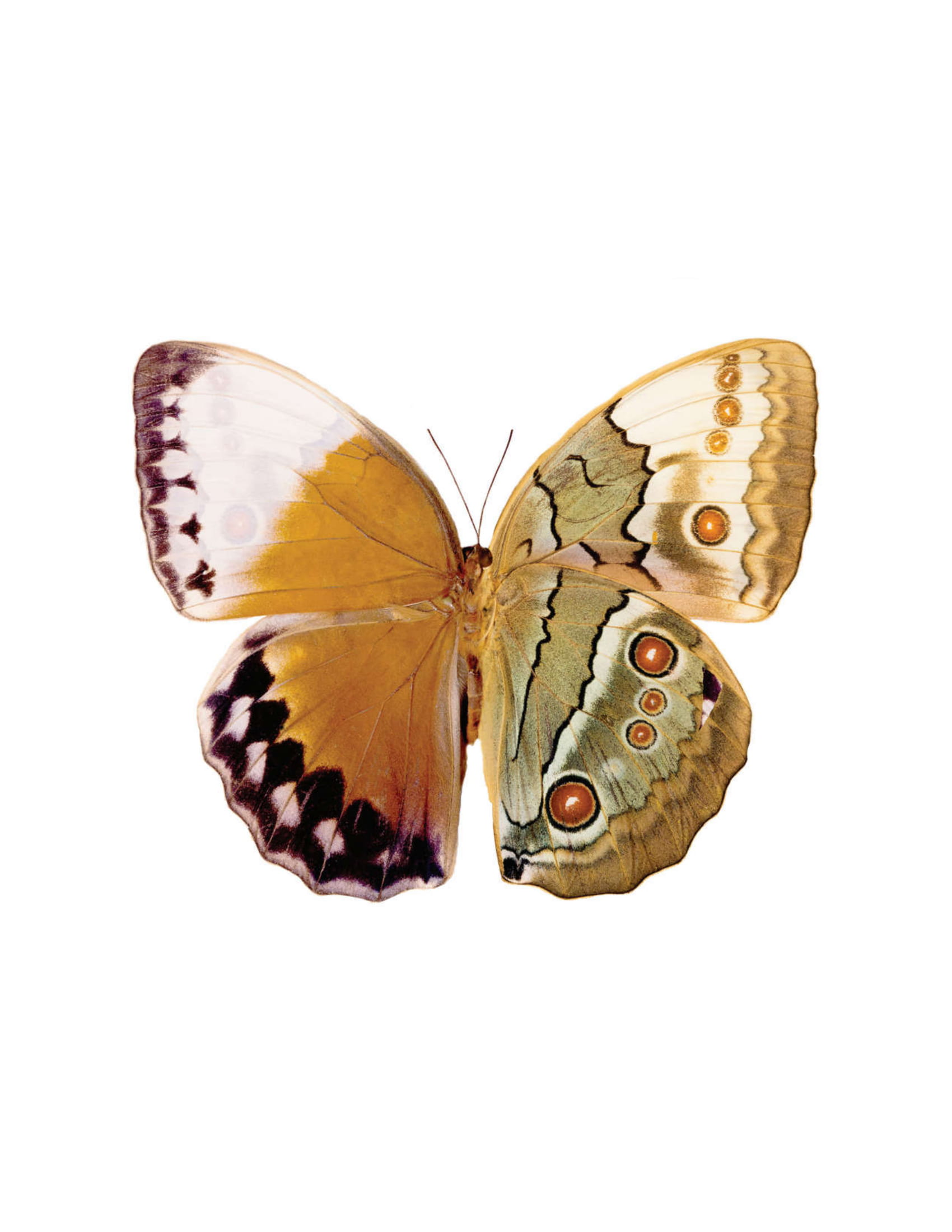 thế giới quanh em - côn trùng bò sát - lưỡng cư - Ảnh 5