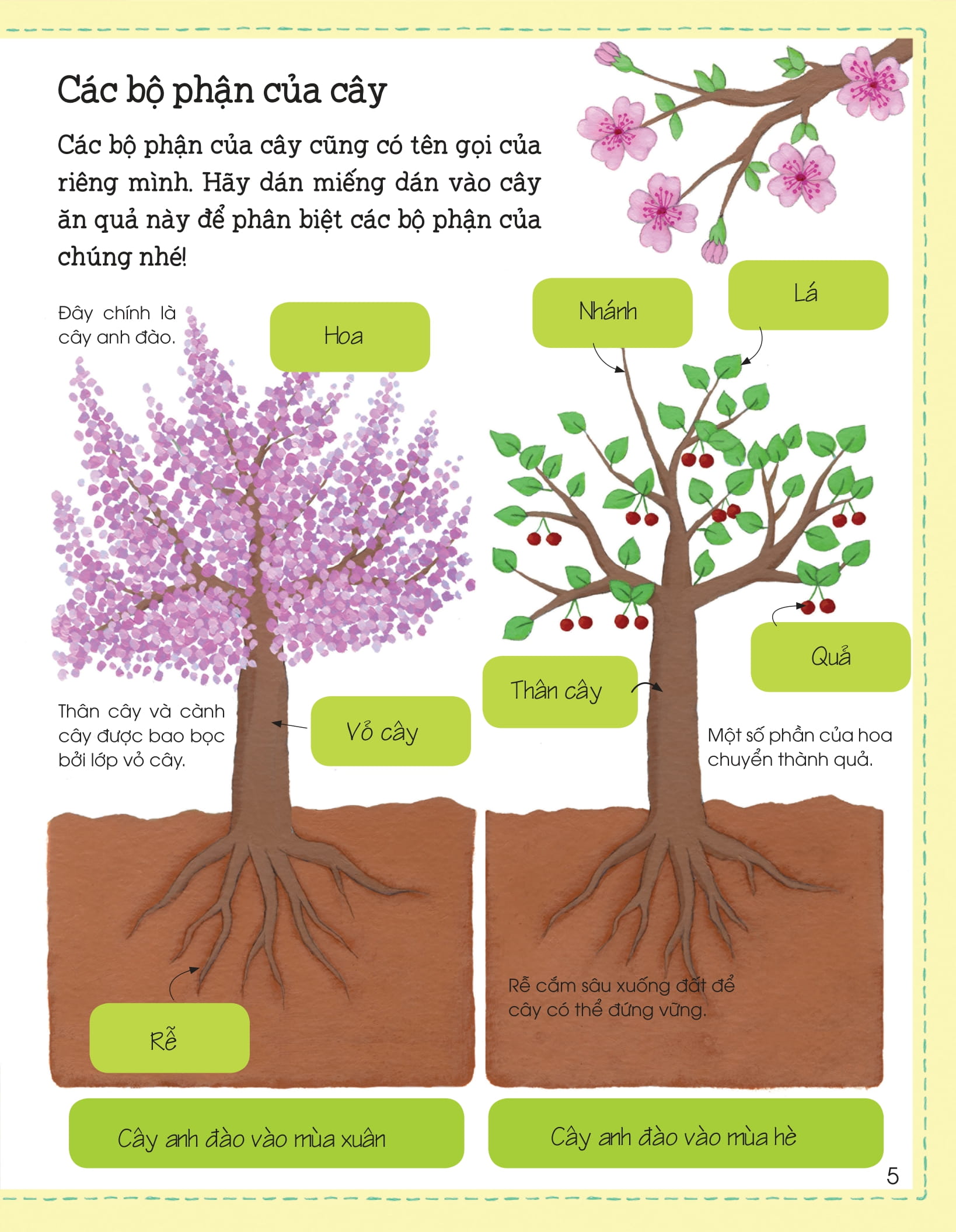 thế giới trong tay em - sự sinh trưởng của vạn vật - Ảnh 6