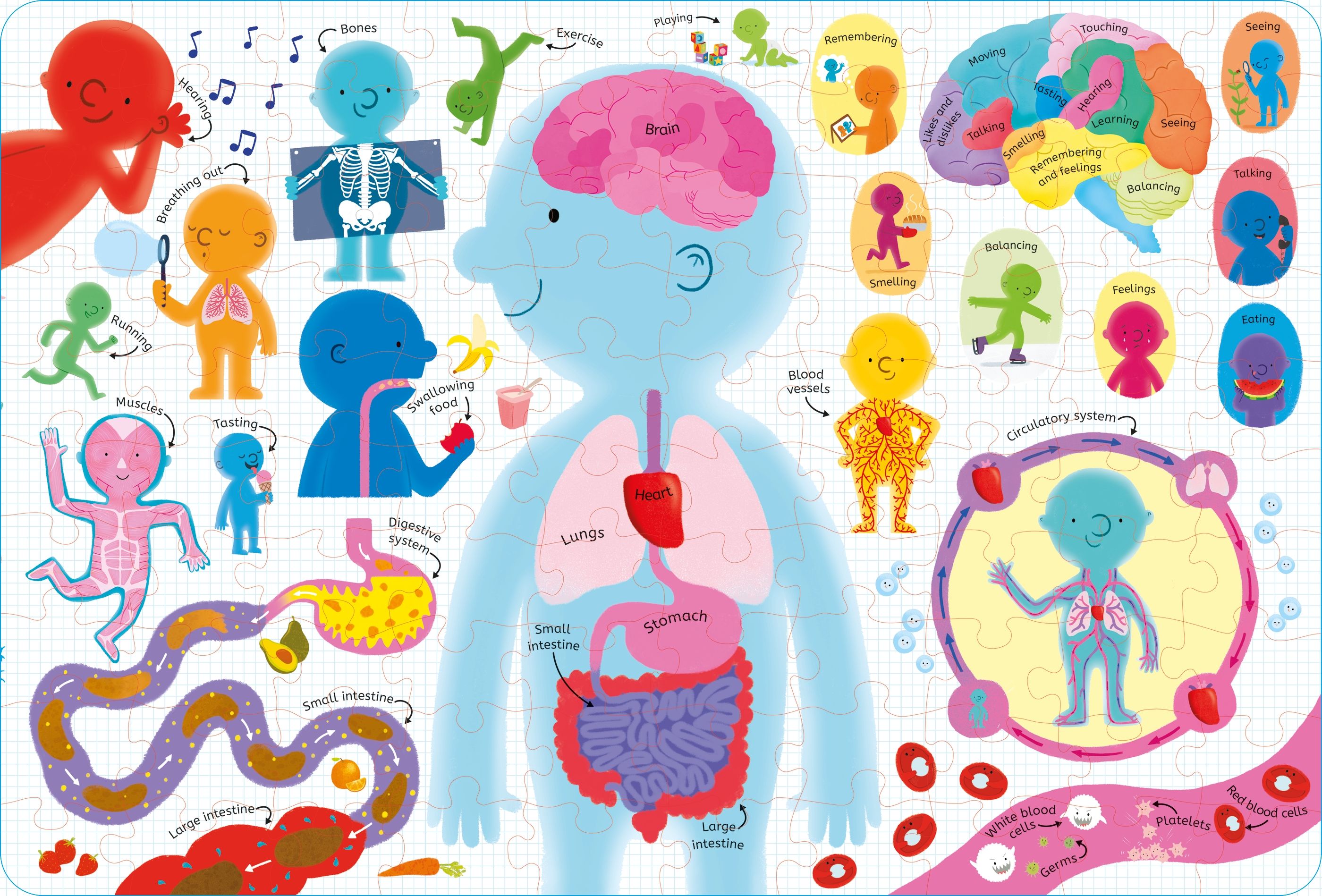the human body - Ảnh 4