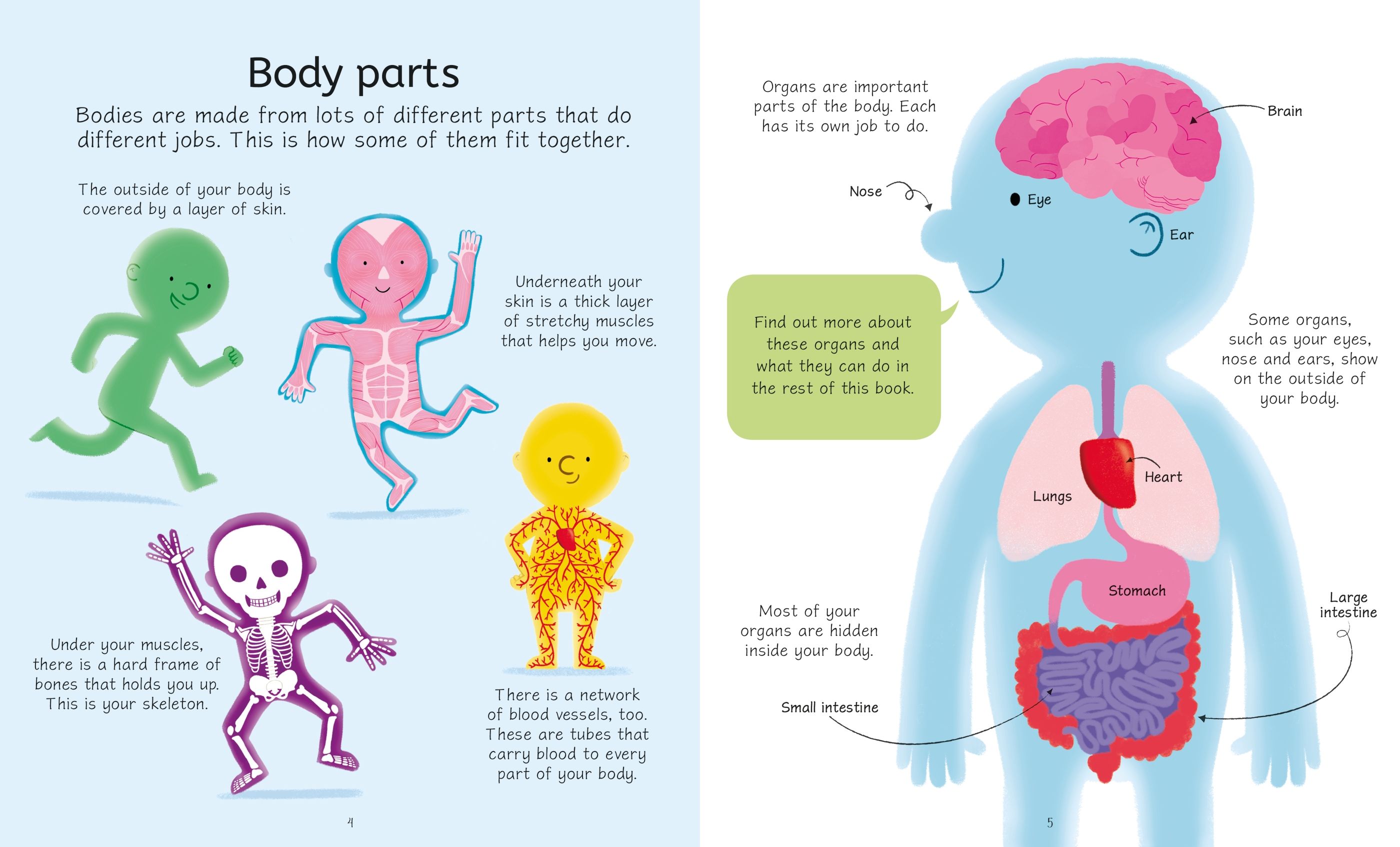 the human body - Ảnh 5