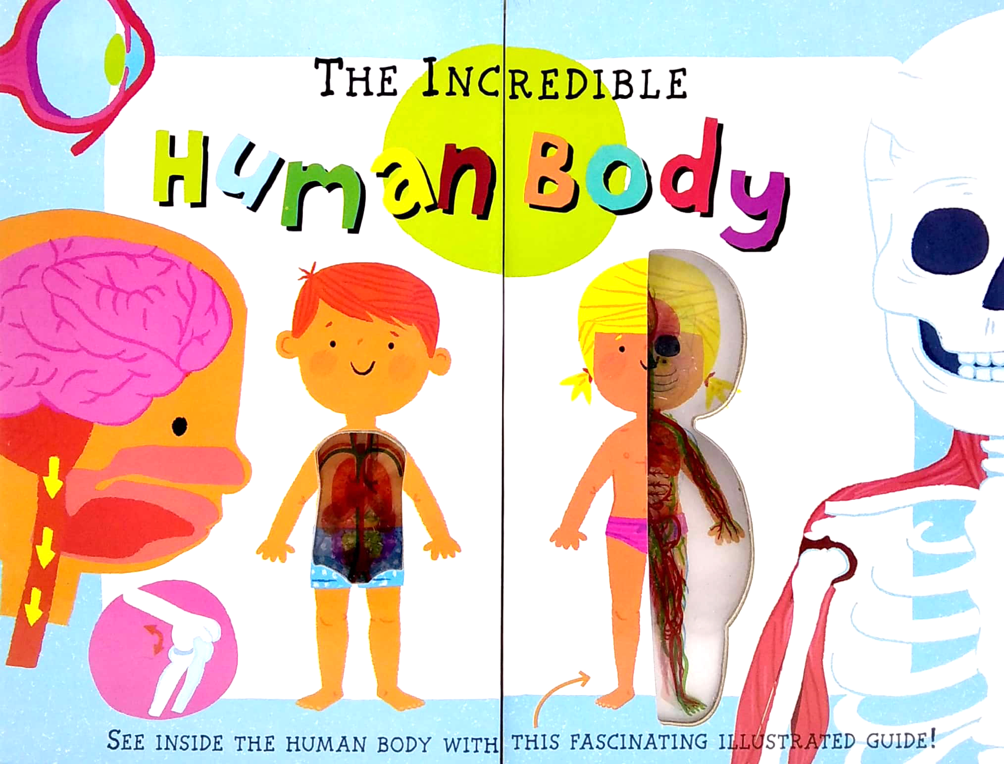 the incredible human body - my first human body book - new version - Ảnh 2