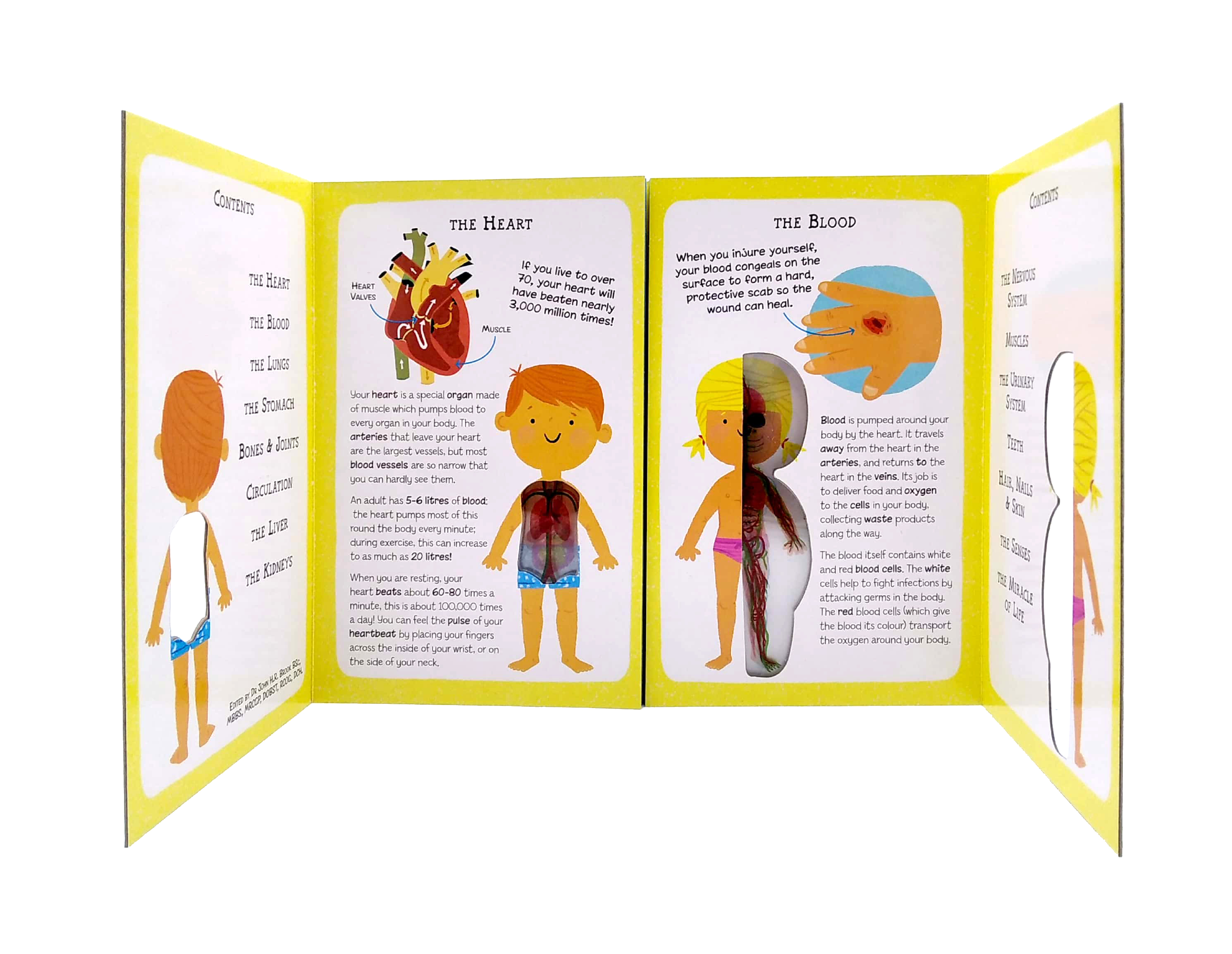 the incredible human body - my first human body book - new version - Ảnh 3