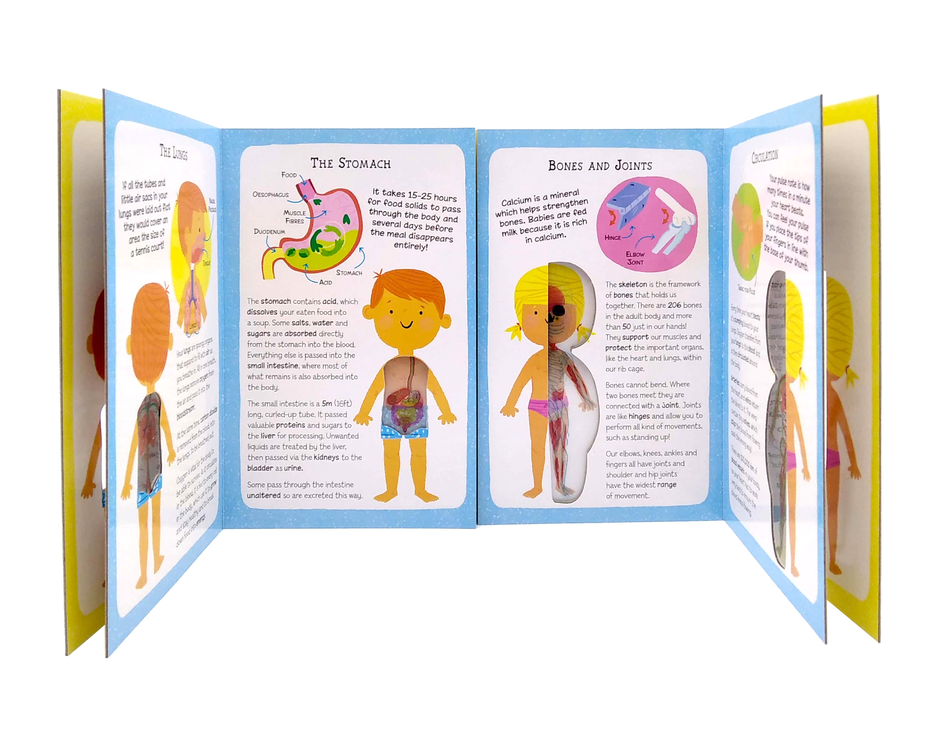 the incredible human body - my first human body book - new version - Ảnh 4
