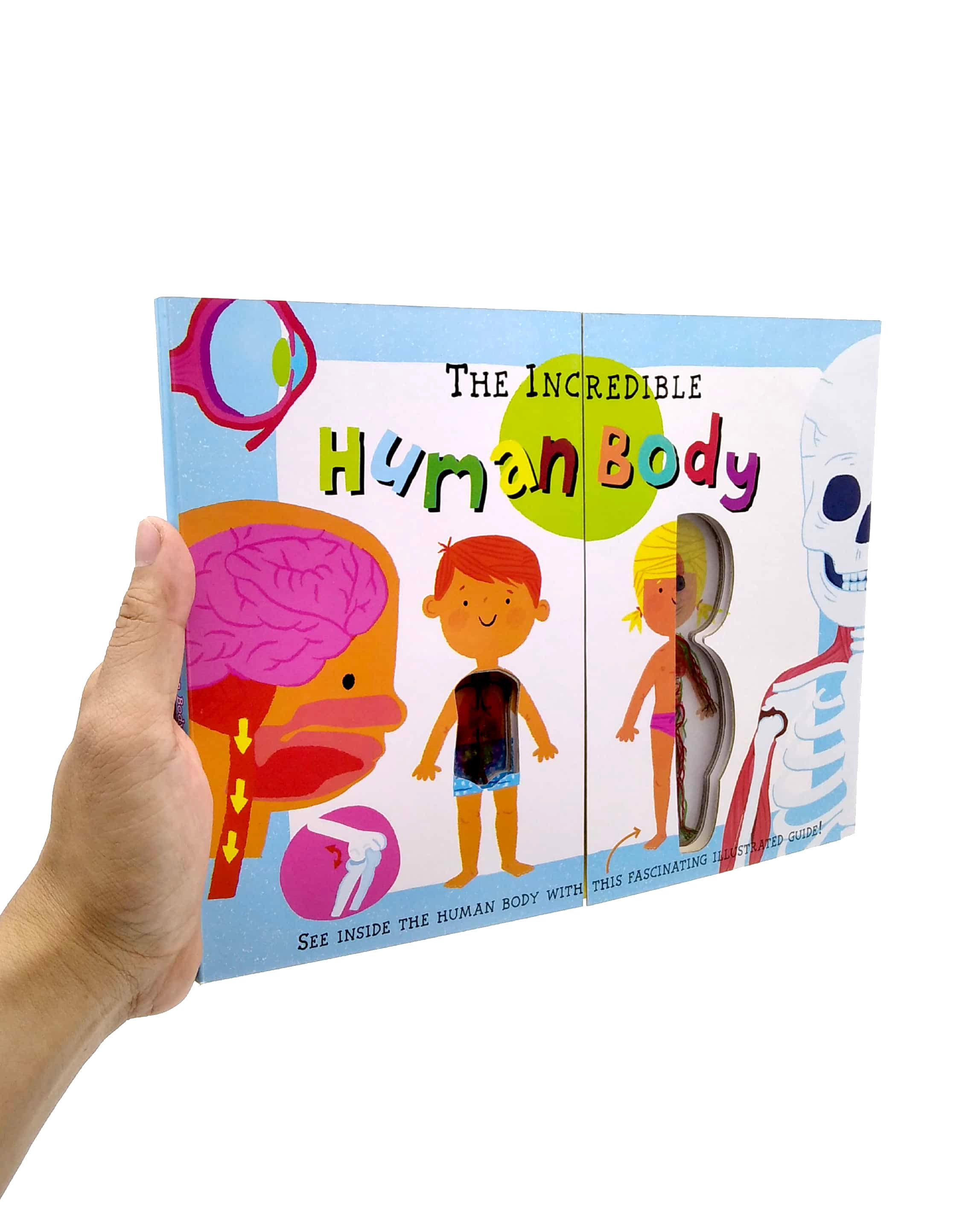 the incredible human body - my first human body book - new version - Ảnh 7
