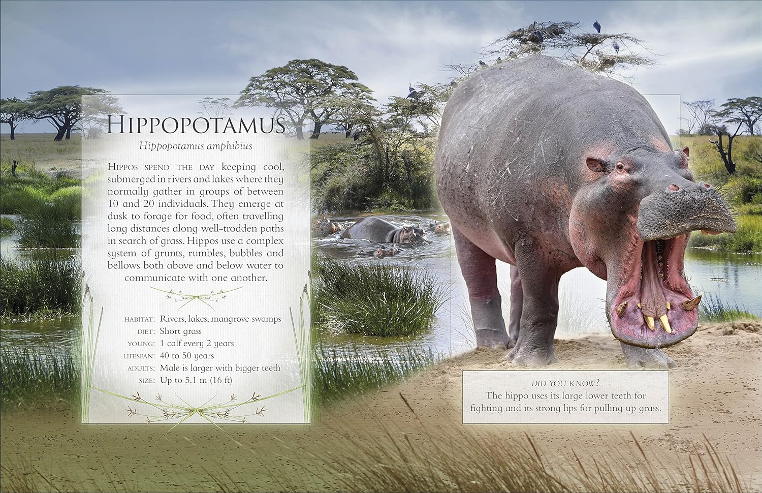 the little book of safari animal sounds - Ảnh 3