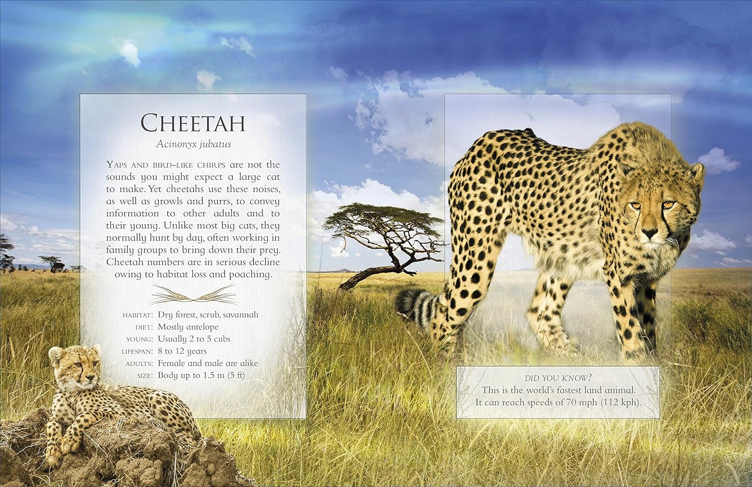 the little book of safari animal sounds - Ảnh 4