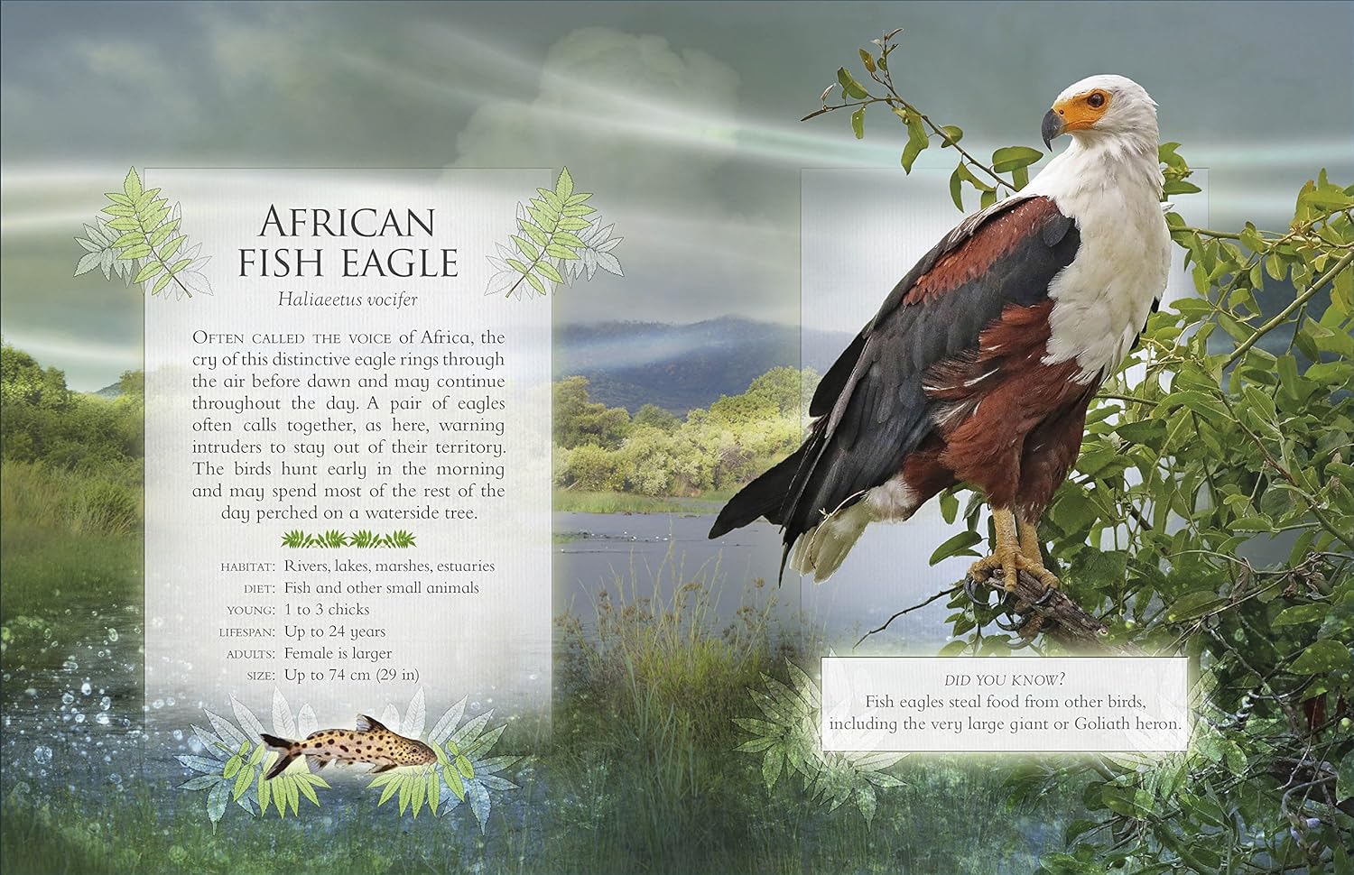 the little book of safari animal sounds - Ảnh 5