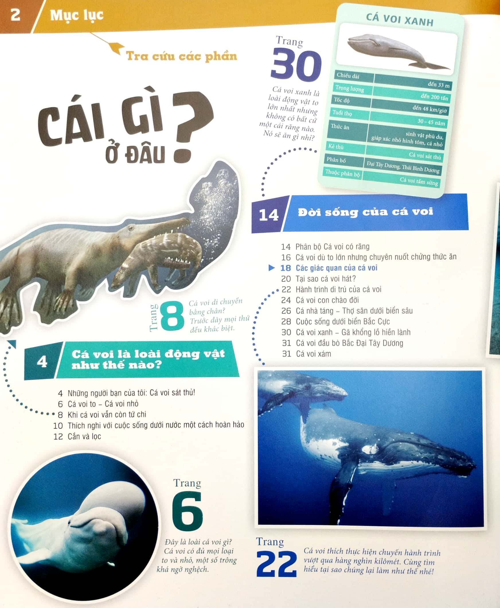 thế nào và tại sao - cá voi và cá heo - những con thú khổng lồ ôn hòa - bìa cứng (tái bản 2023) - Ảnh 5