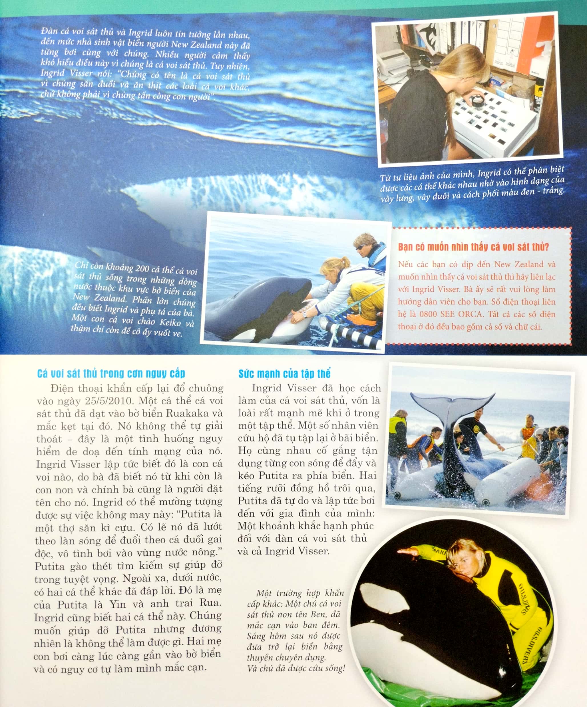 thế nào và tại sao - cá voi và cá heo - những con thú khổng lồ ôn hòa - bìa cứng (tái bản 2023) - Ảnh 7