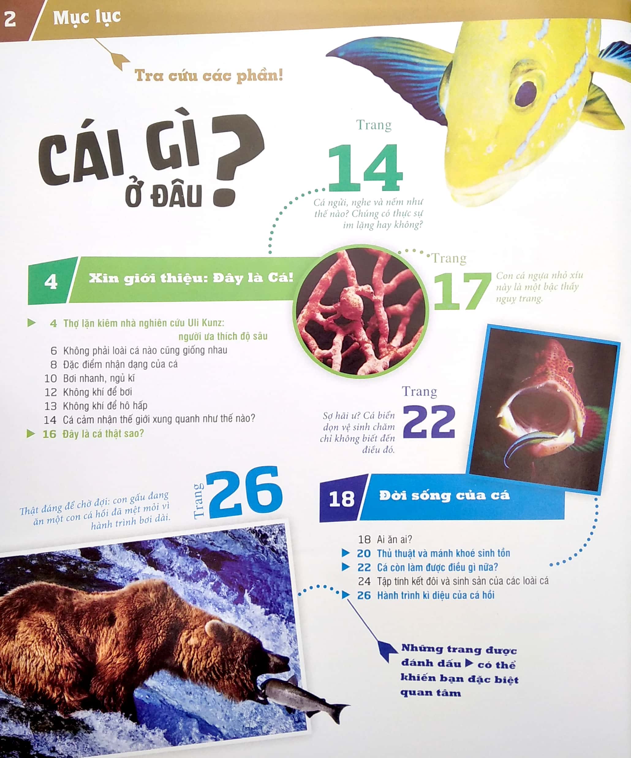 thế nào và tại sao - các loài cá - thế giới diệu kì dưới nước - Ảnh 3