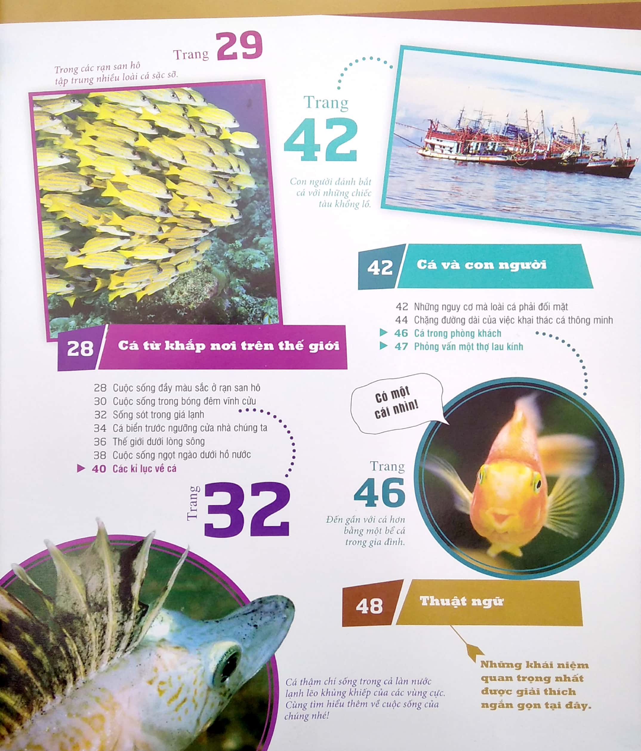 thế nào và tại sao - các loài cá - thế giới diệu kì dưới nước - Ảnh 4