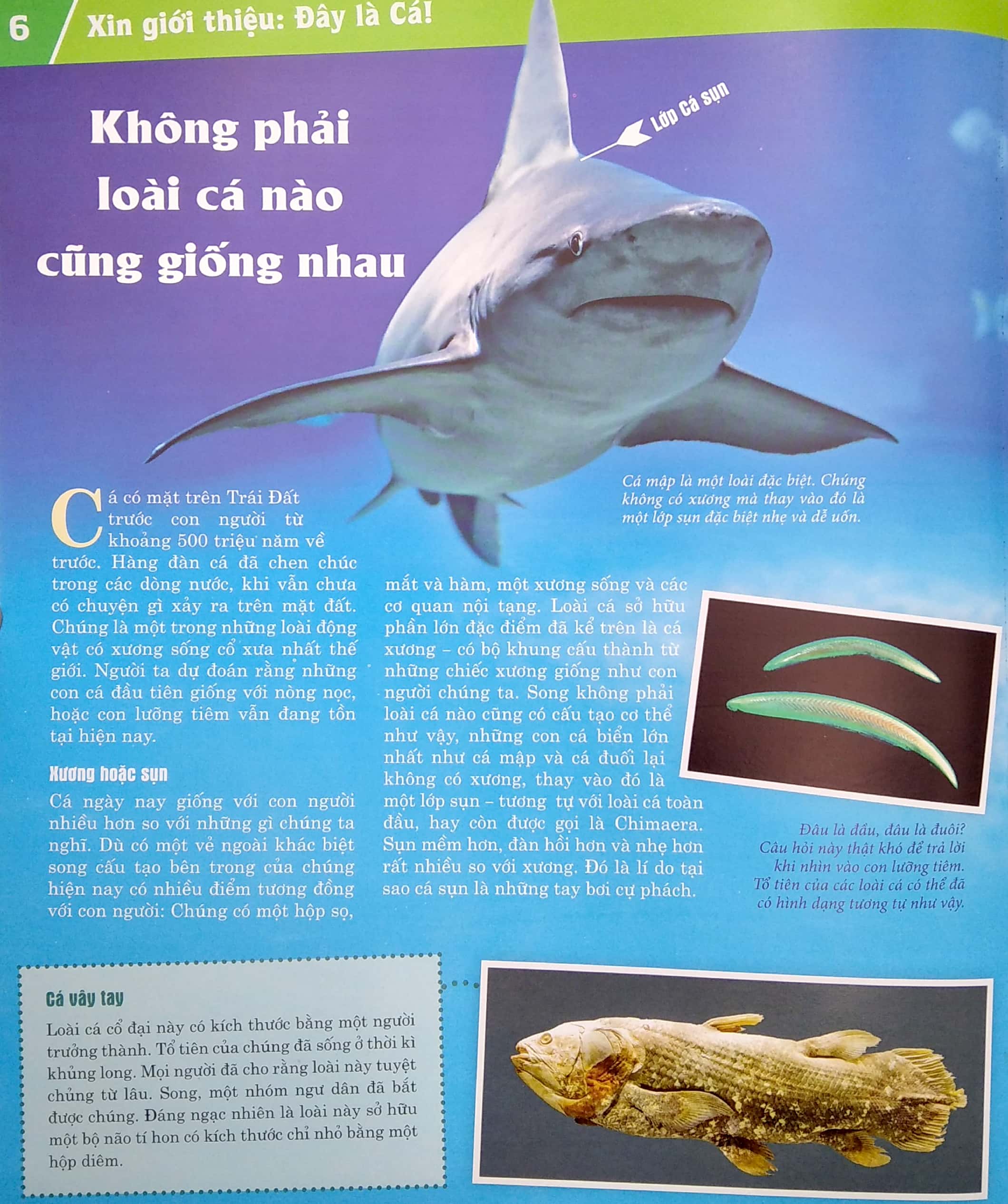 thế nào và tại sao - các loài cá - thế giới diệu kì dưới nước - Ảnh 6