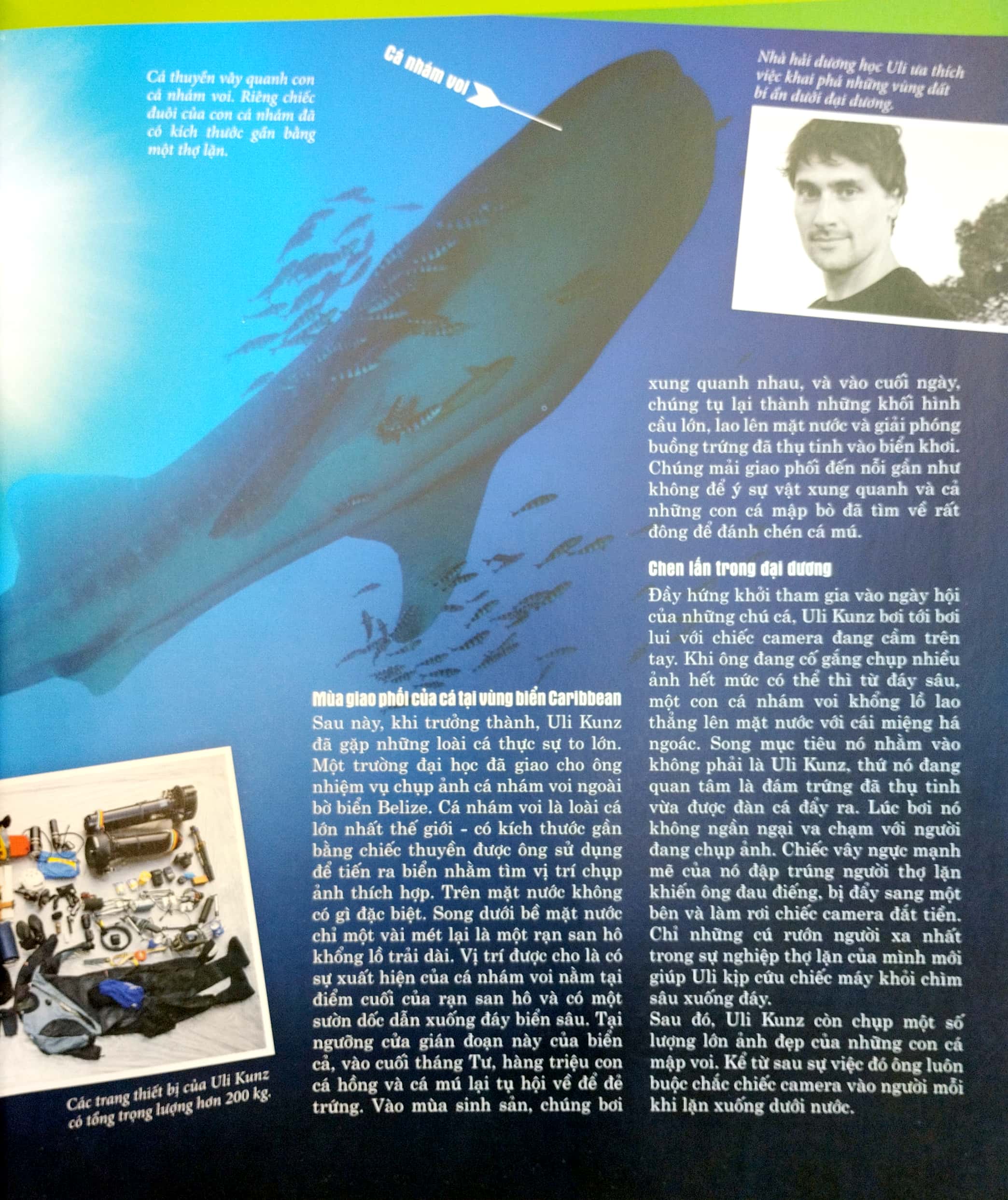 thế nào và tại sao - các loài cá - thế giới diệu kì dưới nước - bìa cứng (tái bản 2023) - Ảnh 5