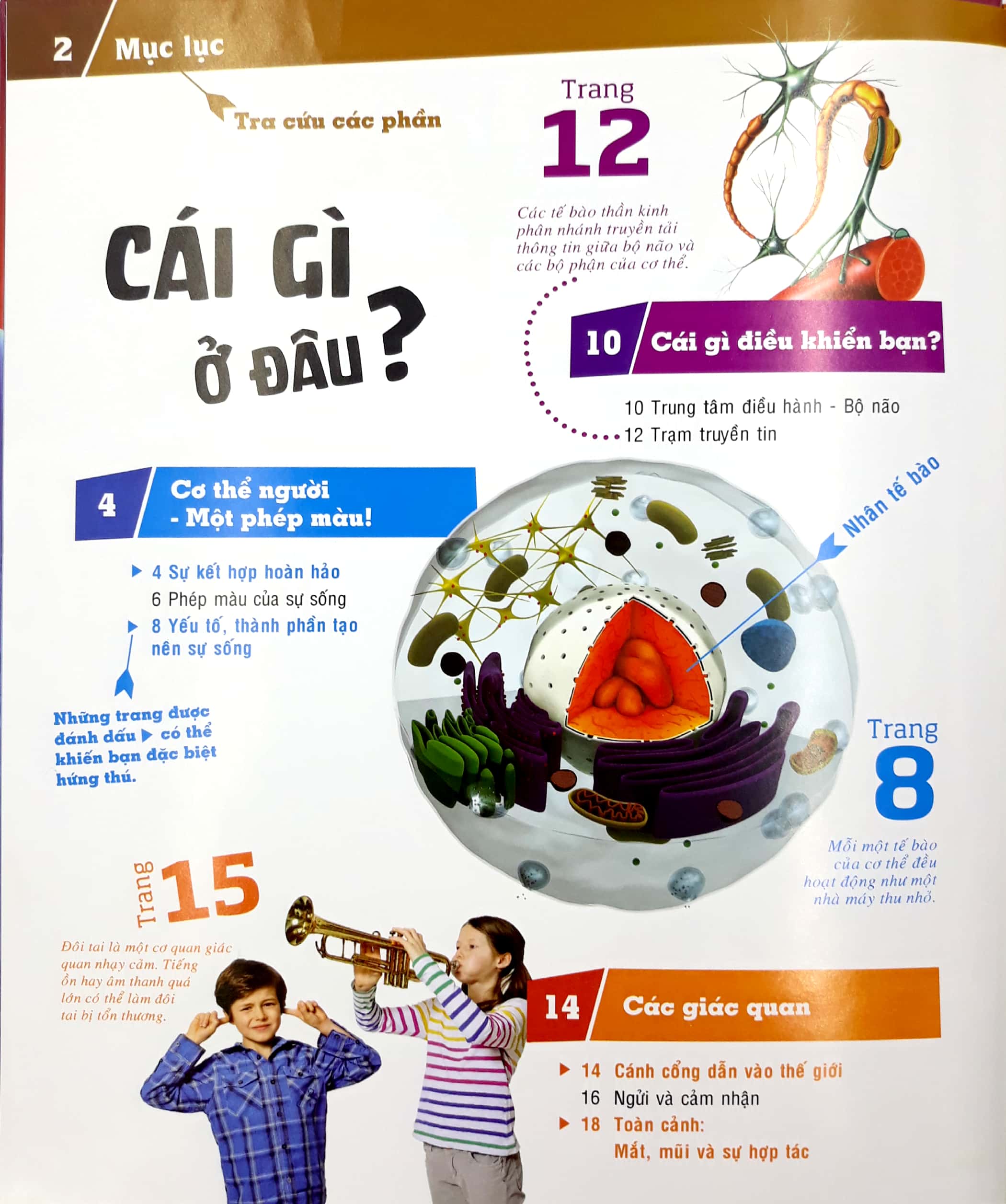 thế nào và tại sao - cơ thể người - tuyệt tác của tạo hóa - bìa cứng (tái bản 2024) - Ảnh 3