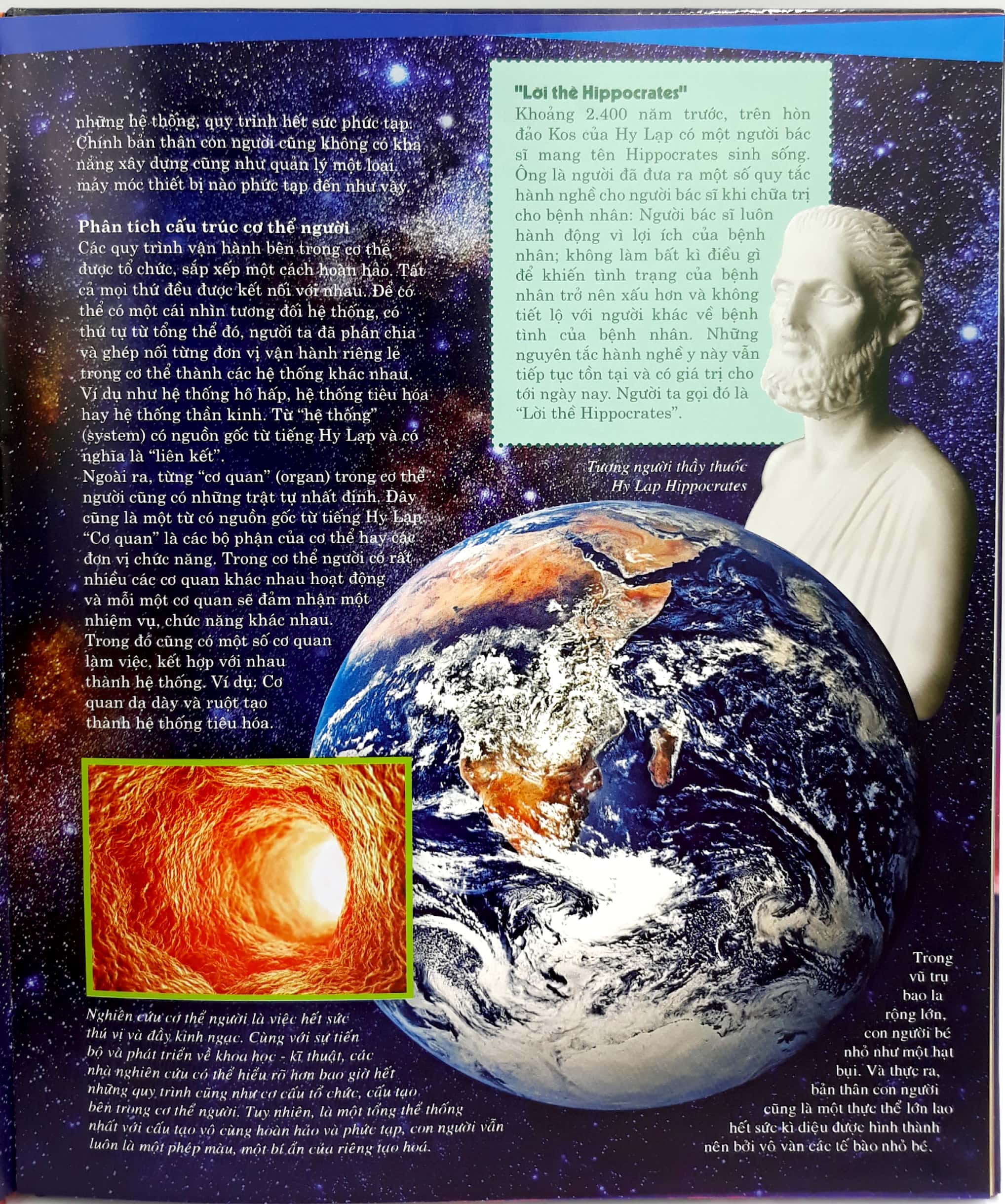thế nào và tại sao - cơ thể người - tuyệt tác của tạo hóa - bìa cứng (tái bản 2024) - Ảnh 7