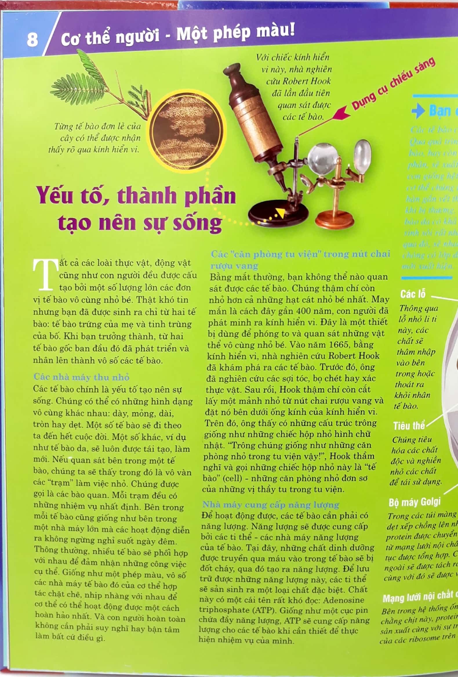 thế nào và tại sao - cơ thể người - tuyệt tác của tạo hóa - bìa cứng (tái bản 2024) - Ảnh 8