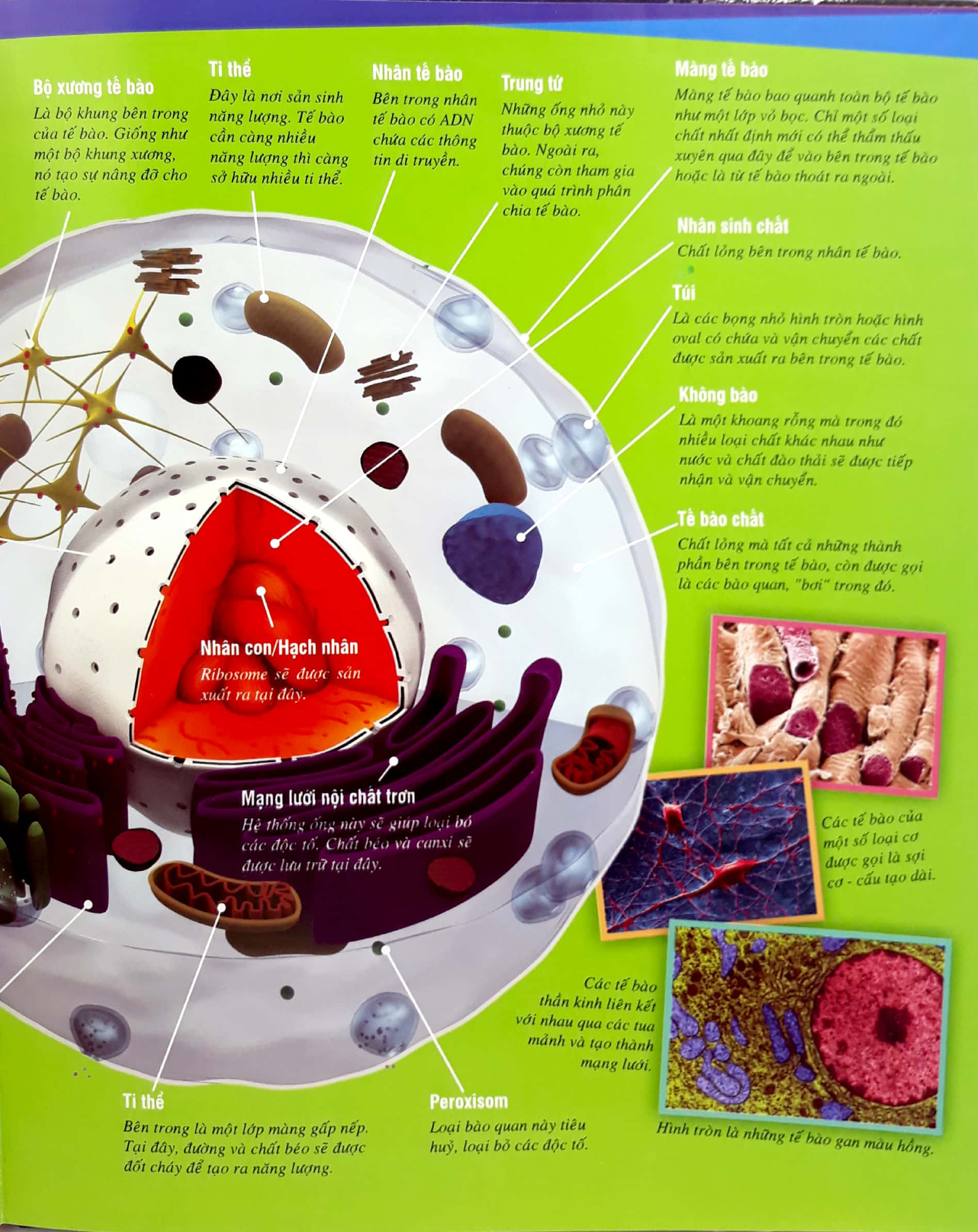 thế nào và tại sao - cơ thể người - tuyệt tác của tạo hóa - bìa cứng (tái bản 2024) - Ảnh 9