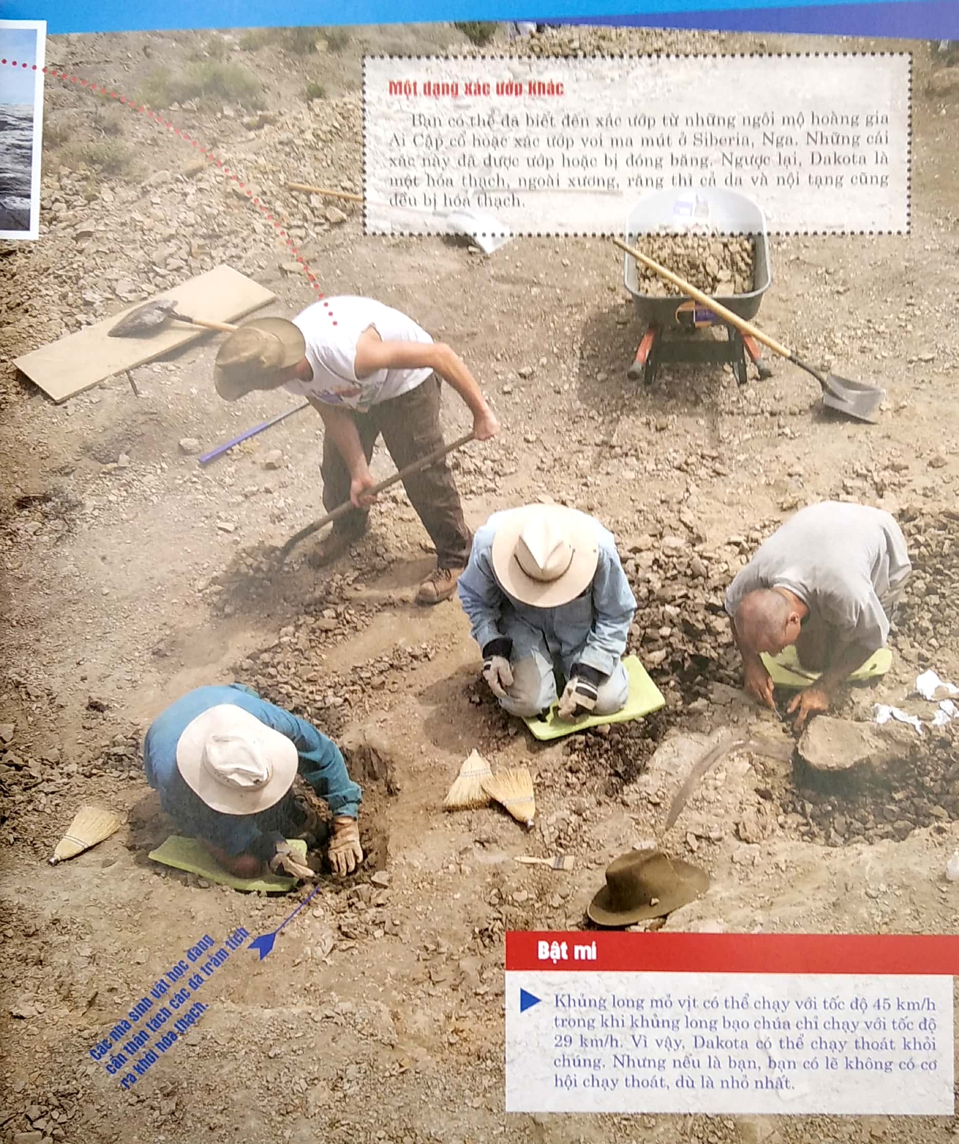 thế nào và tại sao: khủng long - trong đế chế của các loài bò sát (tái bản 2022) - Ảnh 5