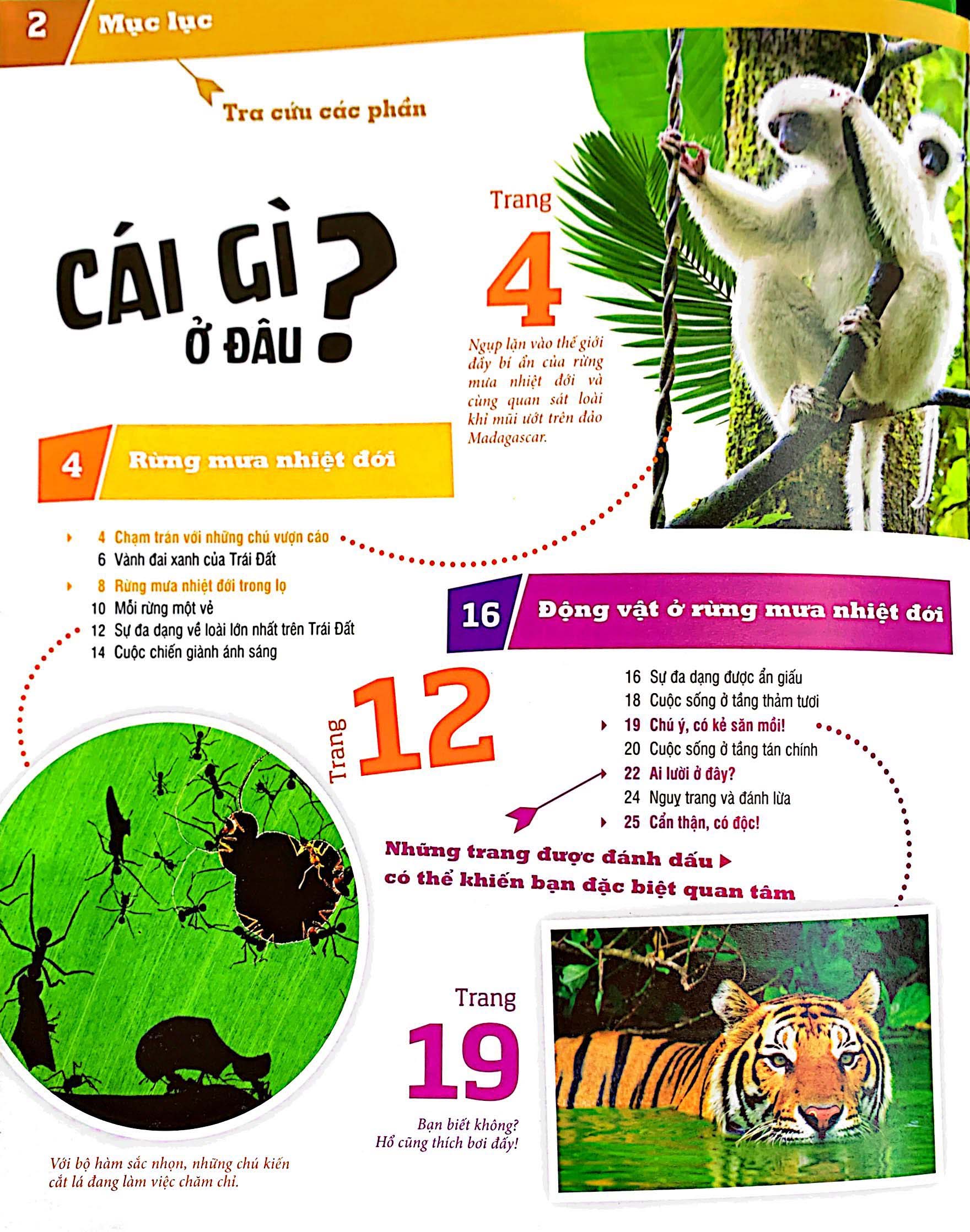 thế nào và tại sao - rừng mưa nhiệt đới - Ảnh 3