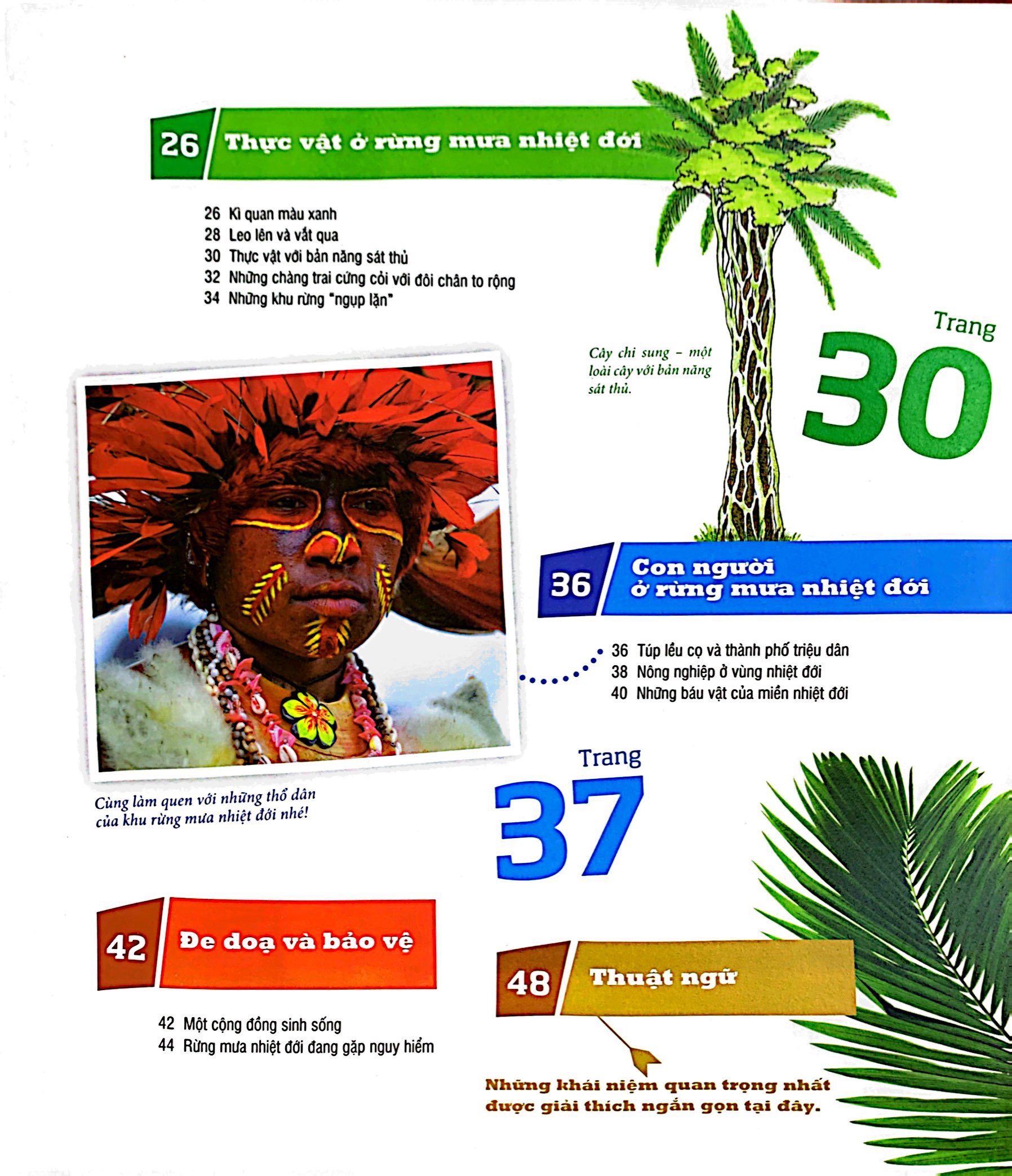 thế nào và tại sao - rừng mưa nhiệt đới - Ảnh 4