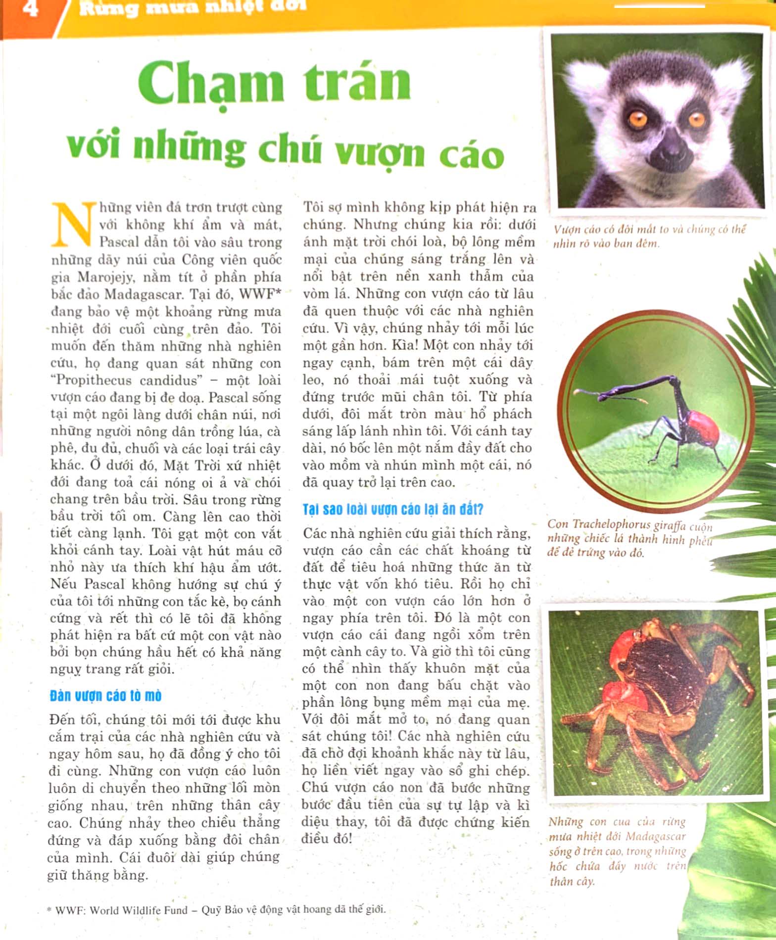 thế nào và tại sao - rừng mưa nhiệt đới - Ảnh 5