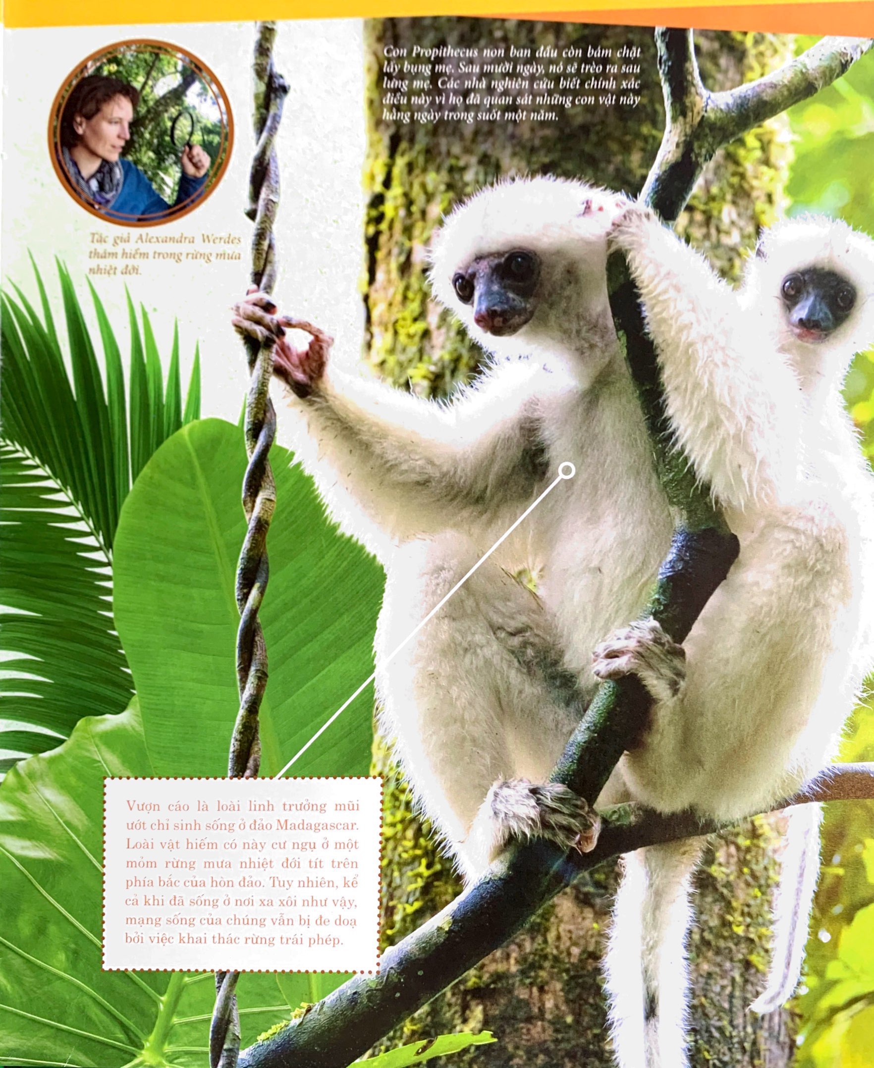 thế nào và tại sao - rừng mưa nhiệt đới - Ảnh 6